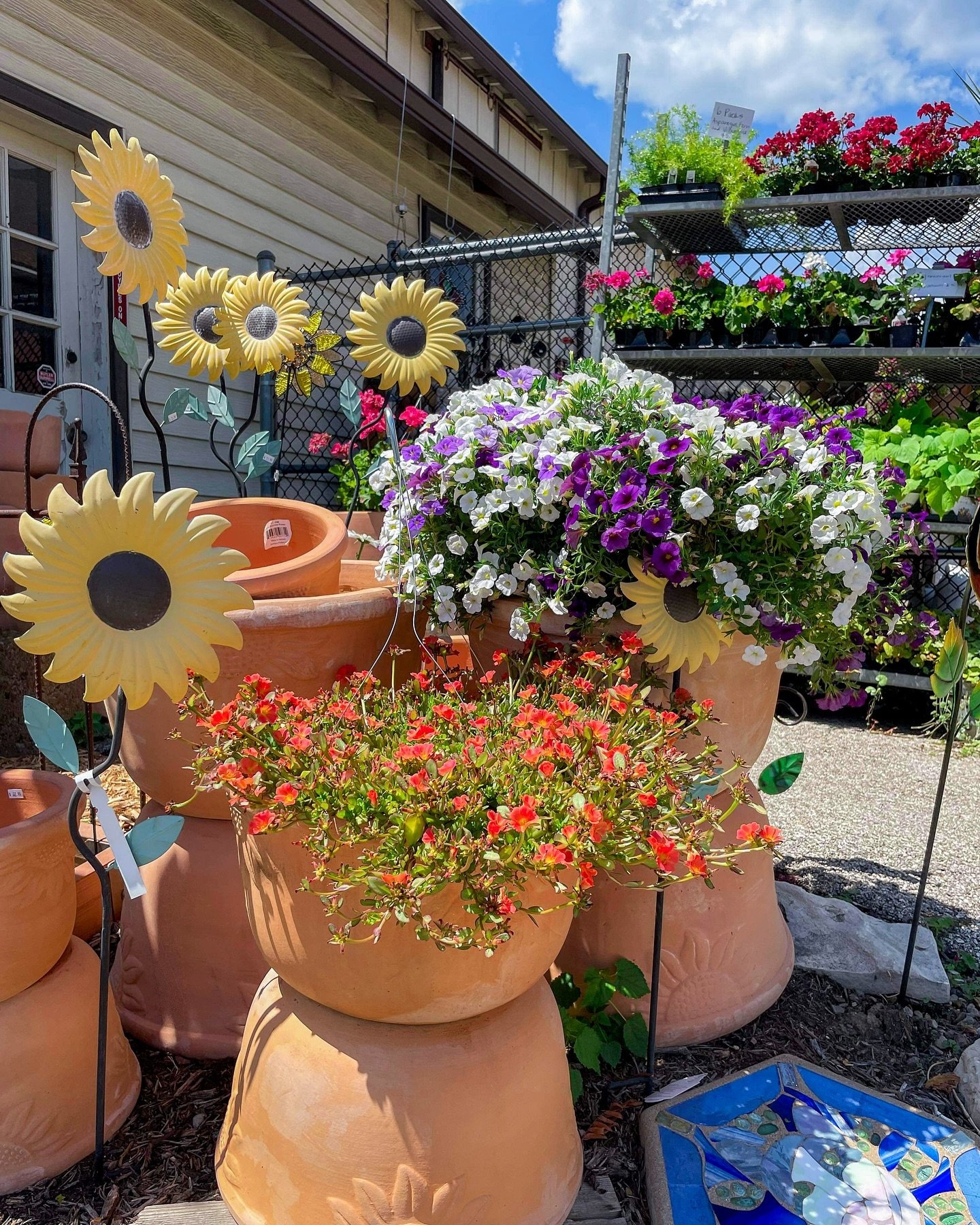 Our Million Bells are just stunning😍😍!! And they&rsquo;re ready to brighten up your house today!