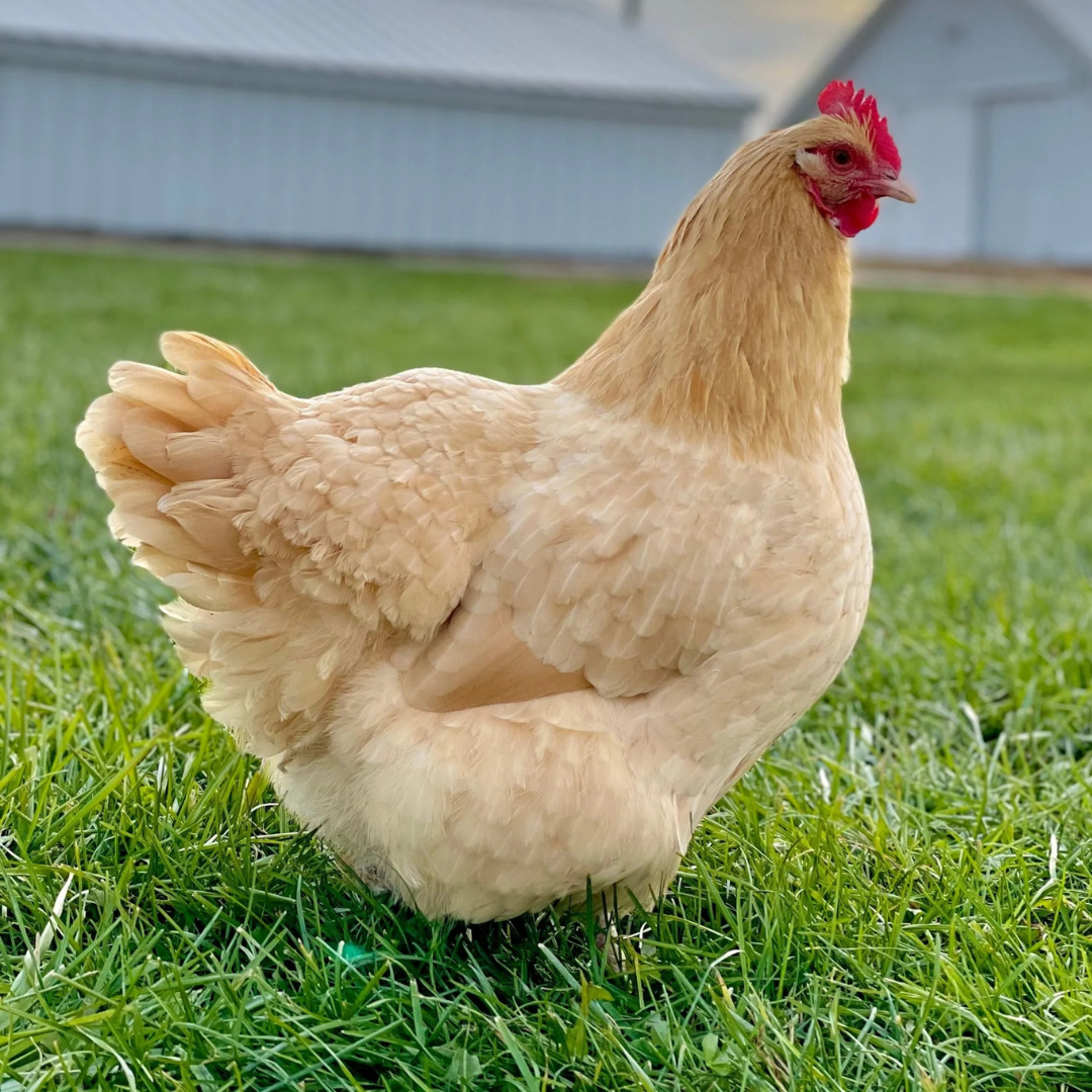 Buff Orpington -  $6.99