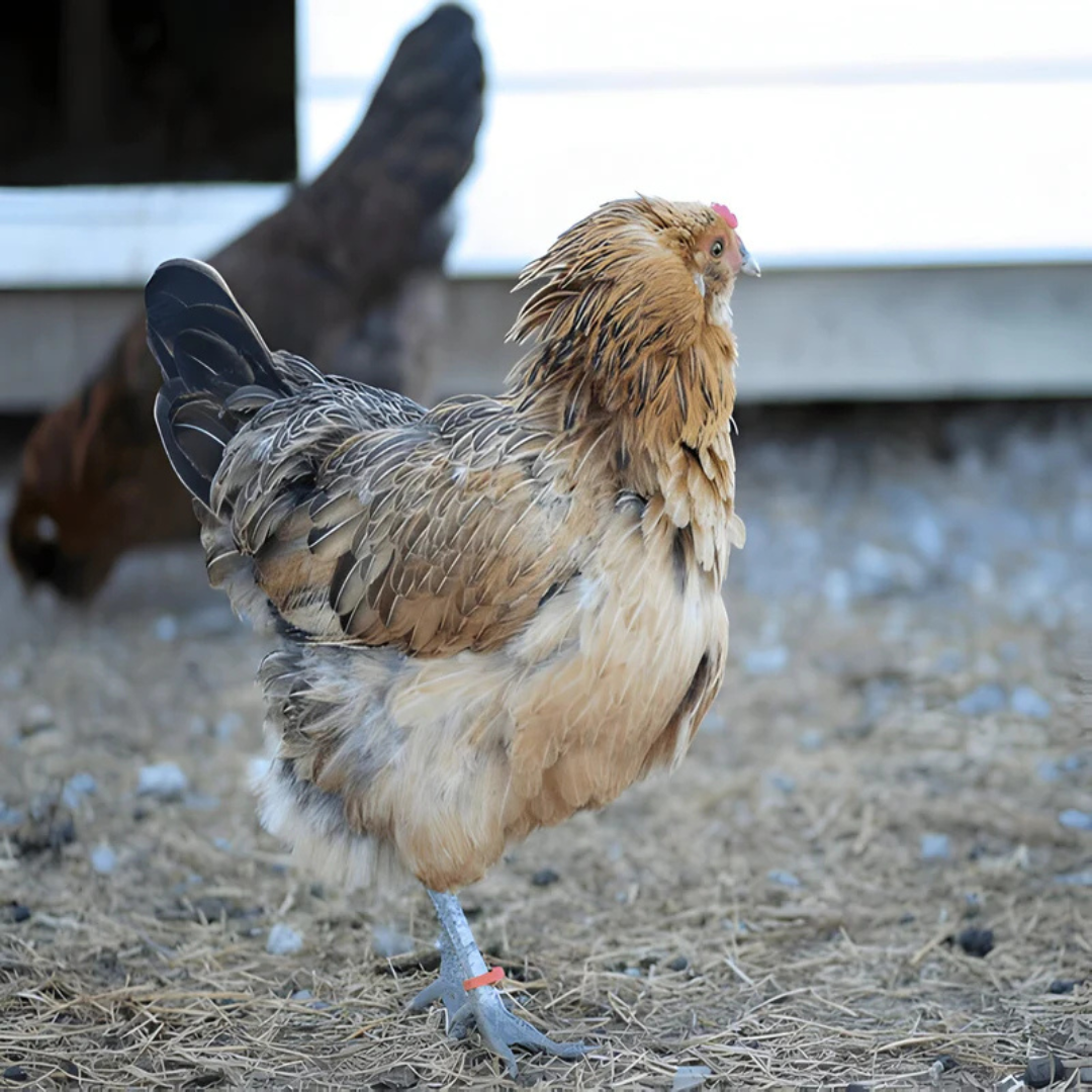 Easter Egger - $7.49