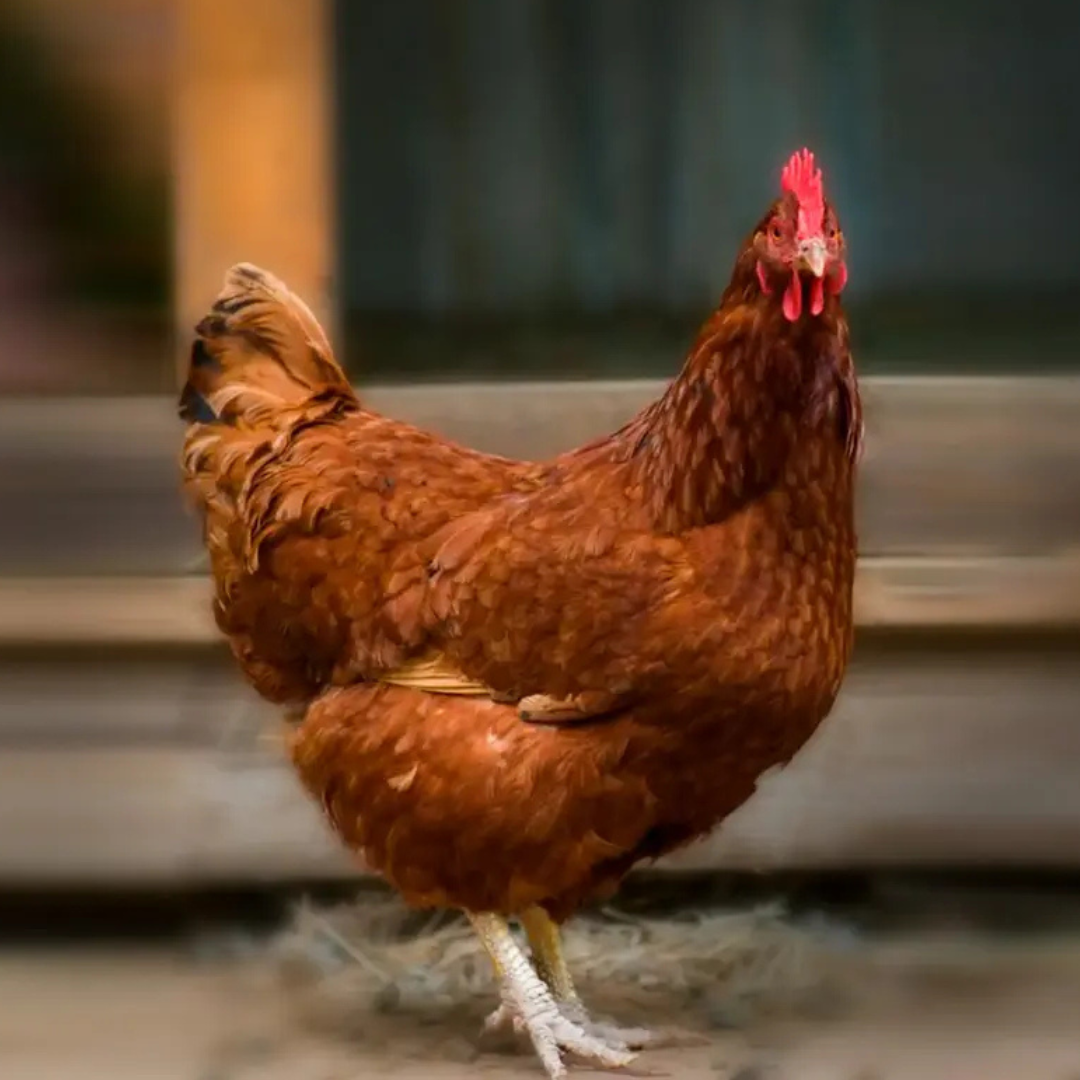 Red Sex-Link -  $6.99