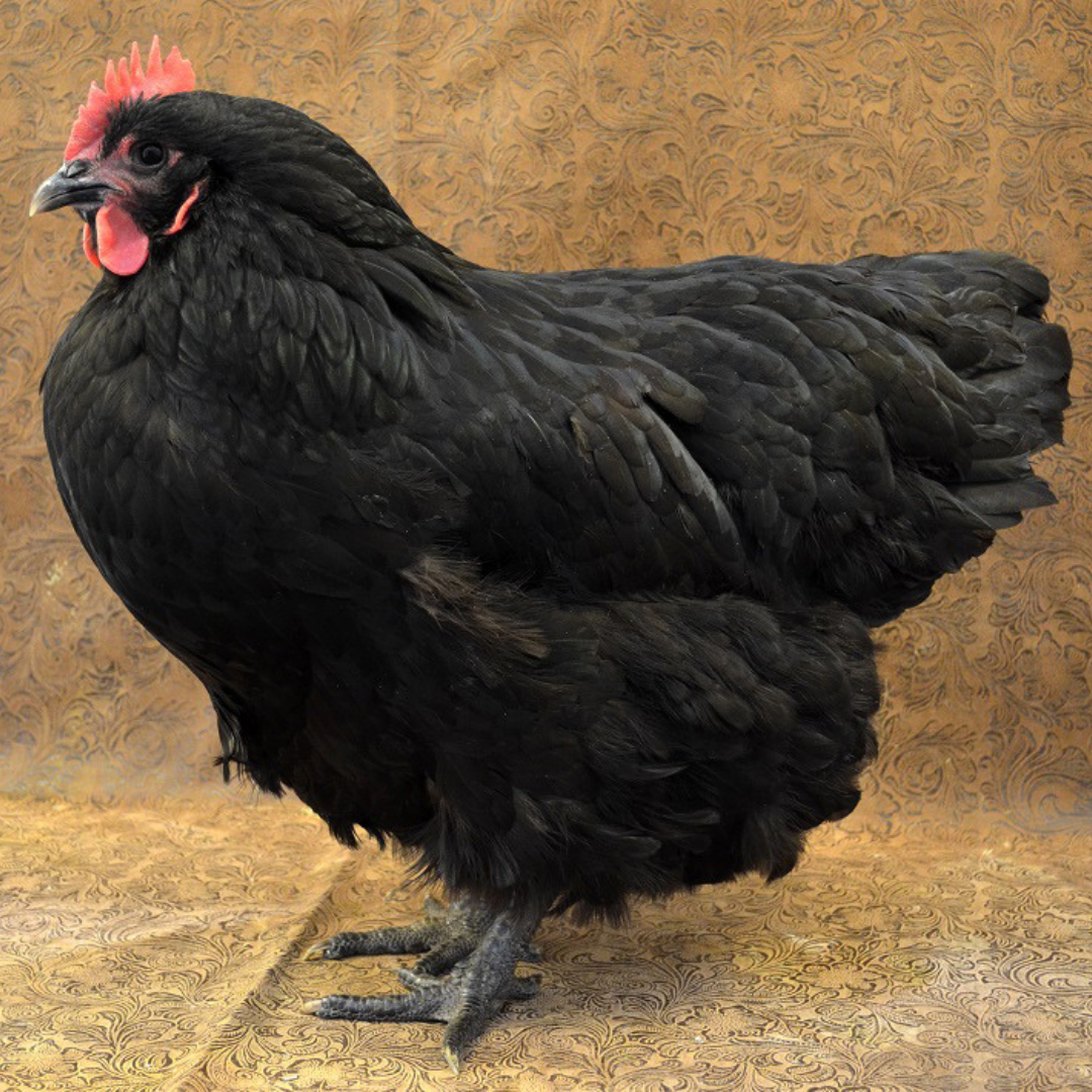 Black Australorp - $6.99