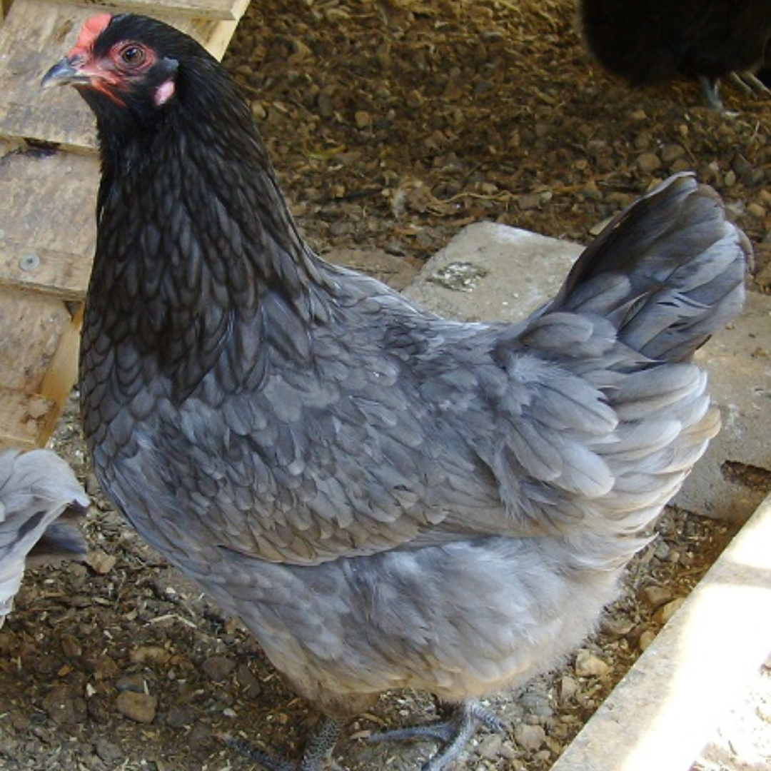 Olive Egger - $11.99