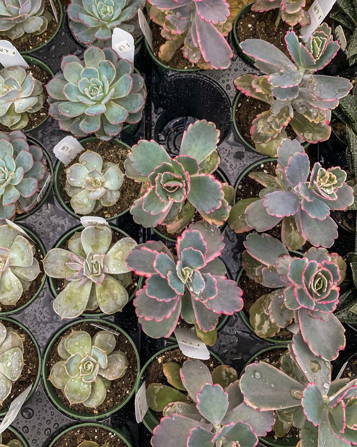 Garden Brands — O.K. Hatchery