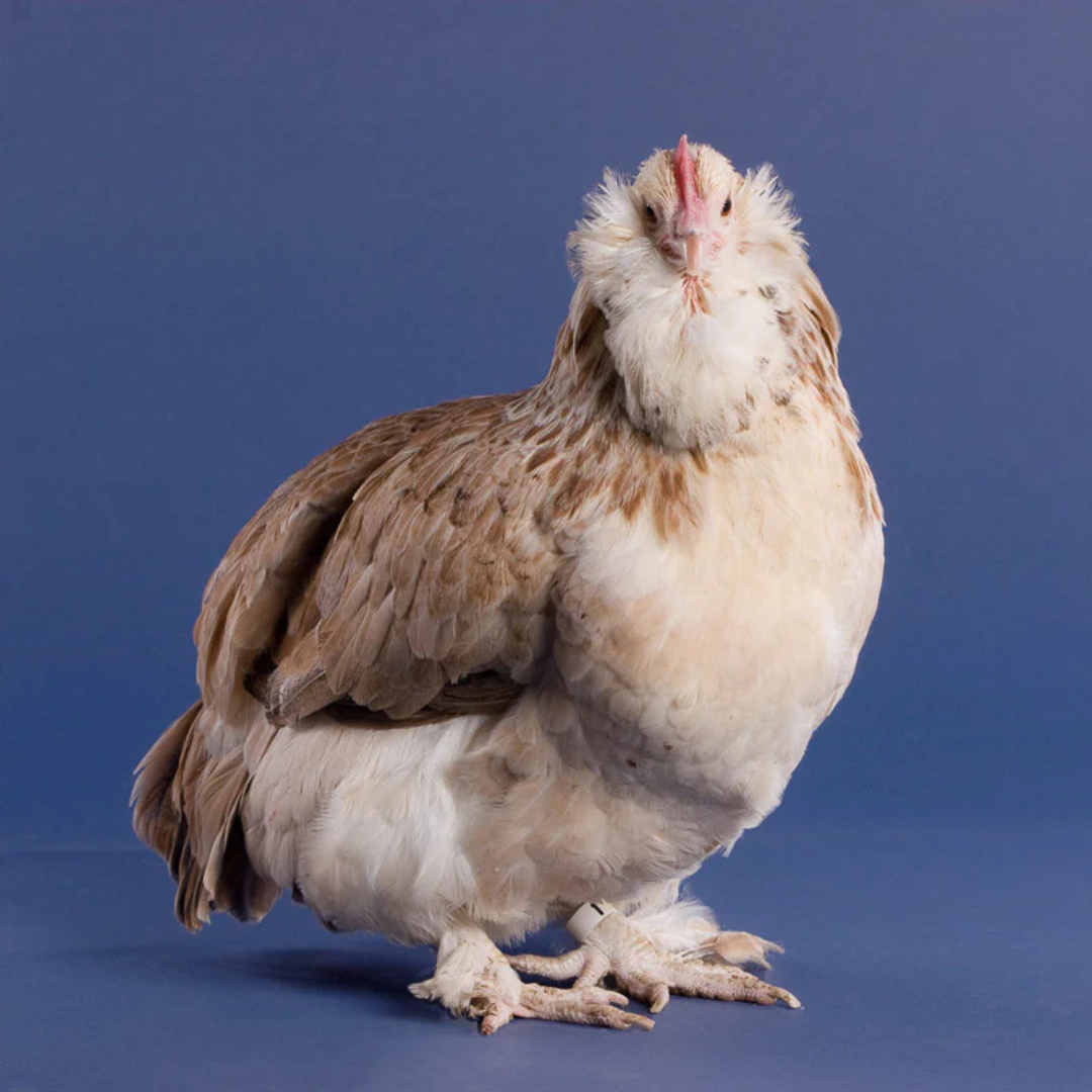 Salmon Faverolle - $11.99