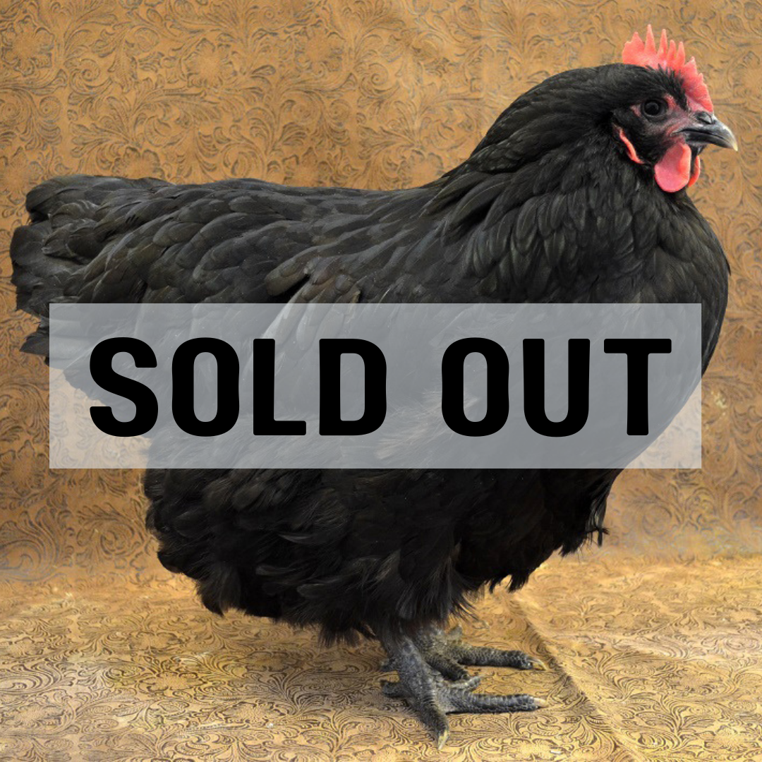 Black Autralorp - SOLD OUT