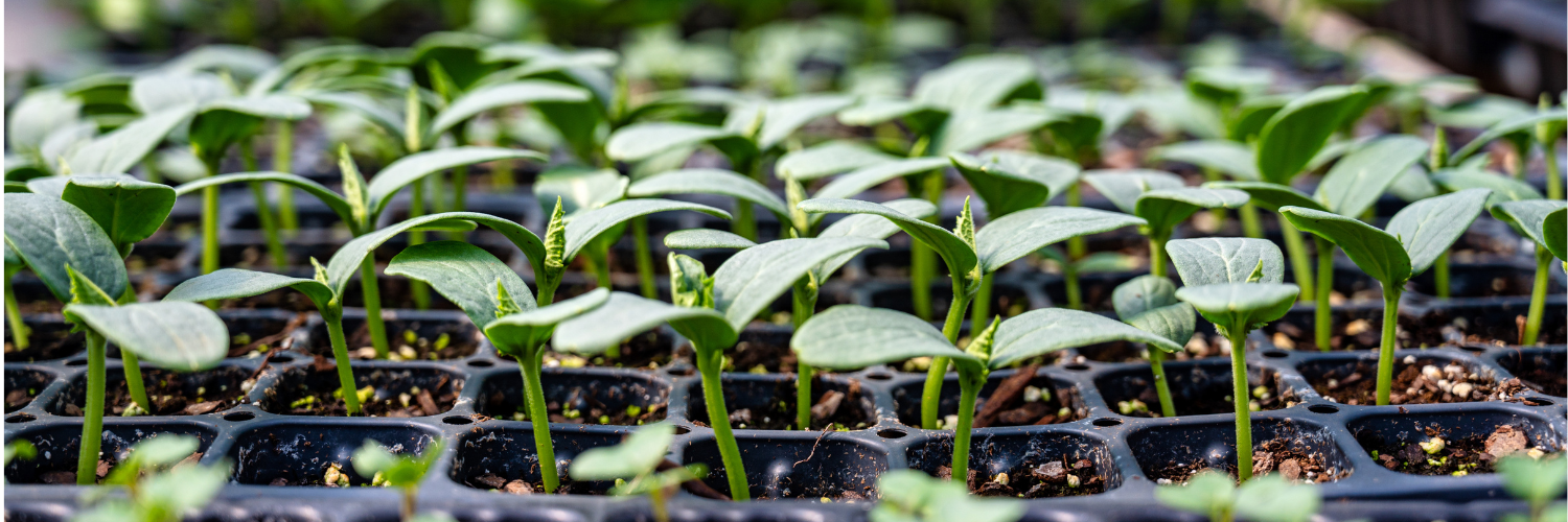 springseedstarting — O.K. Hatchery