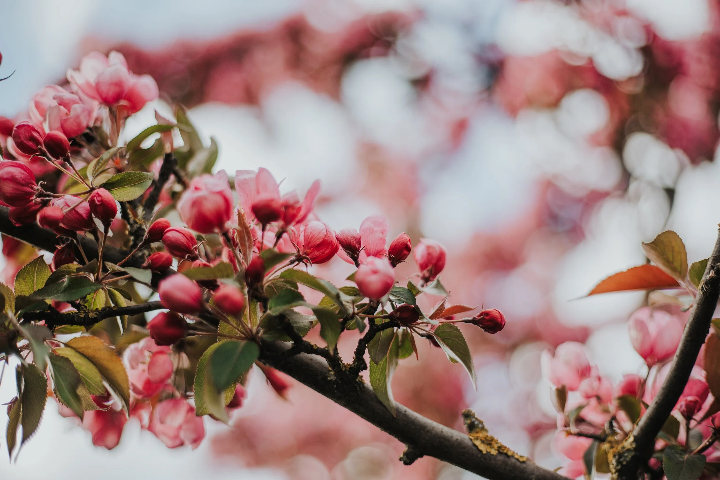 Morning Routine with 4 kids