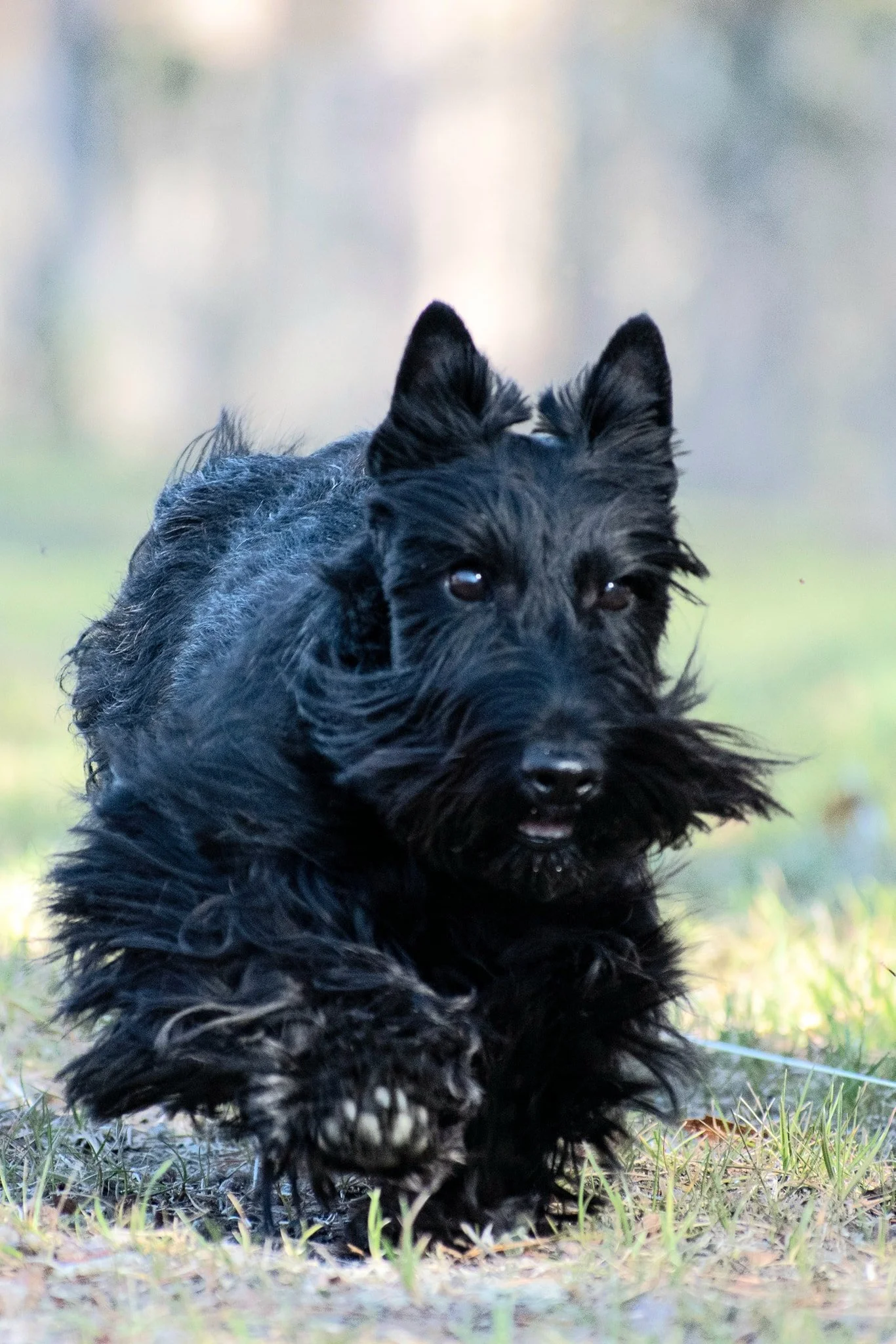 Forsyth KC AKC All-Breed Fast CAT