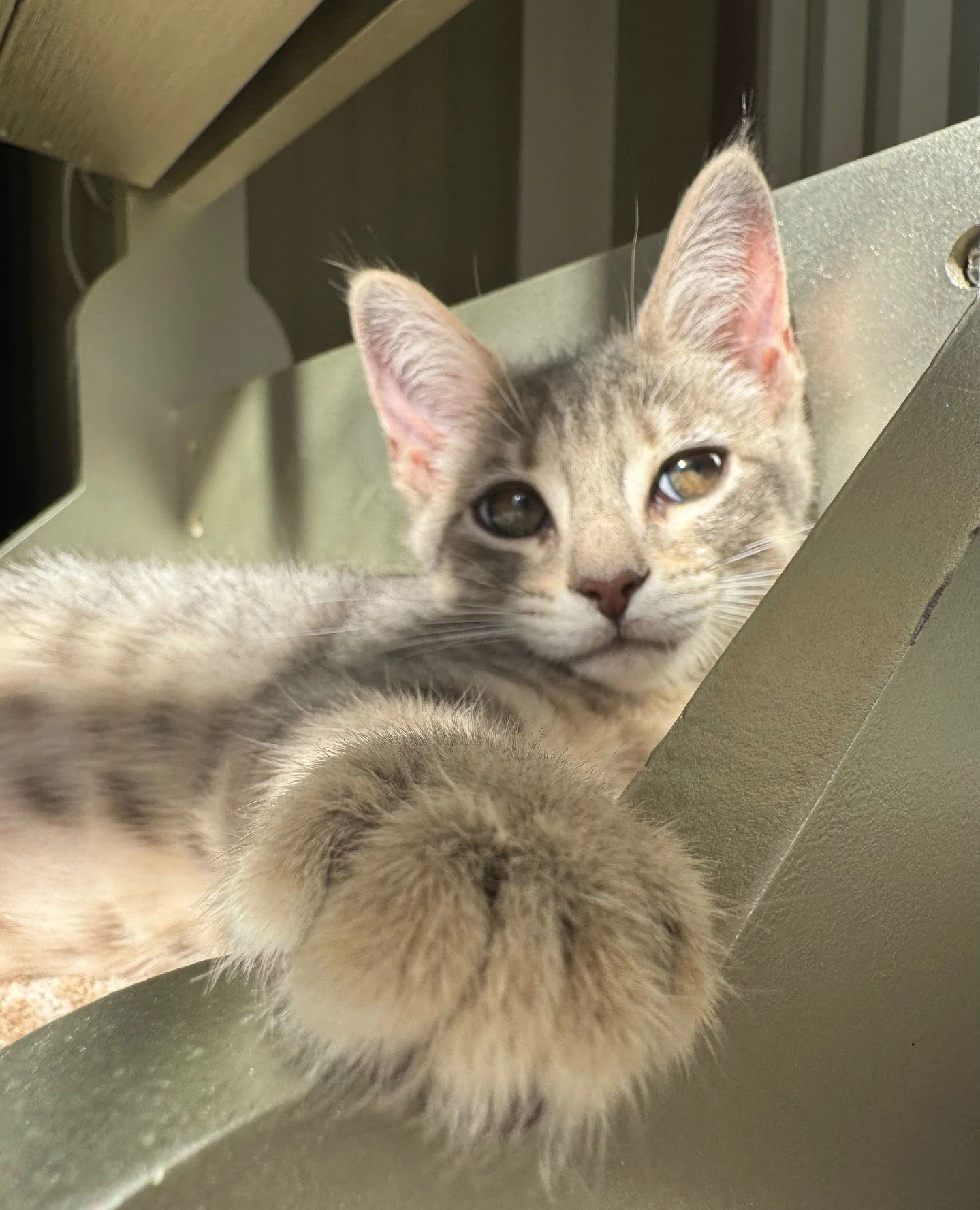 did you know that despite our name, we also watch cats?⁠
⁠
meet our newest feline pack members⁠
cassie &amp; bo.⁠
⁠
sweet, mischievous, and endlessly entertaining&hellip; basically the definition of hi. bad cats.⁠
⁠
we&rsquo;re in love.⁠
⁠
(cat care?