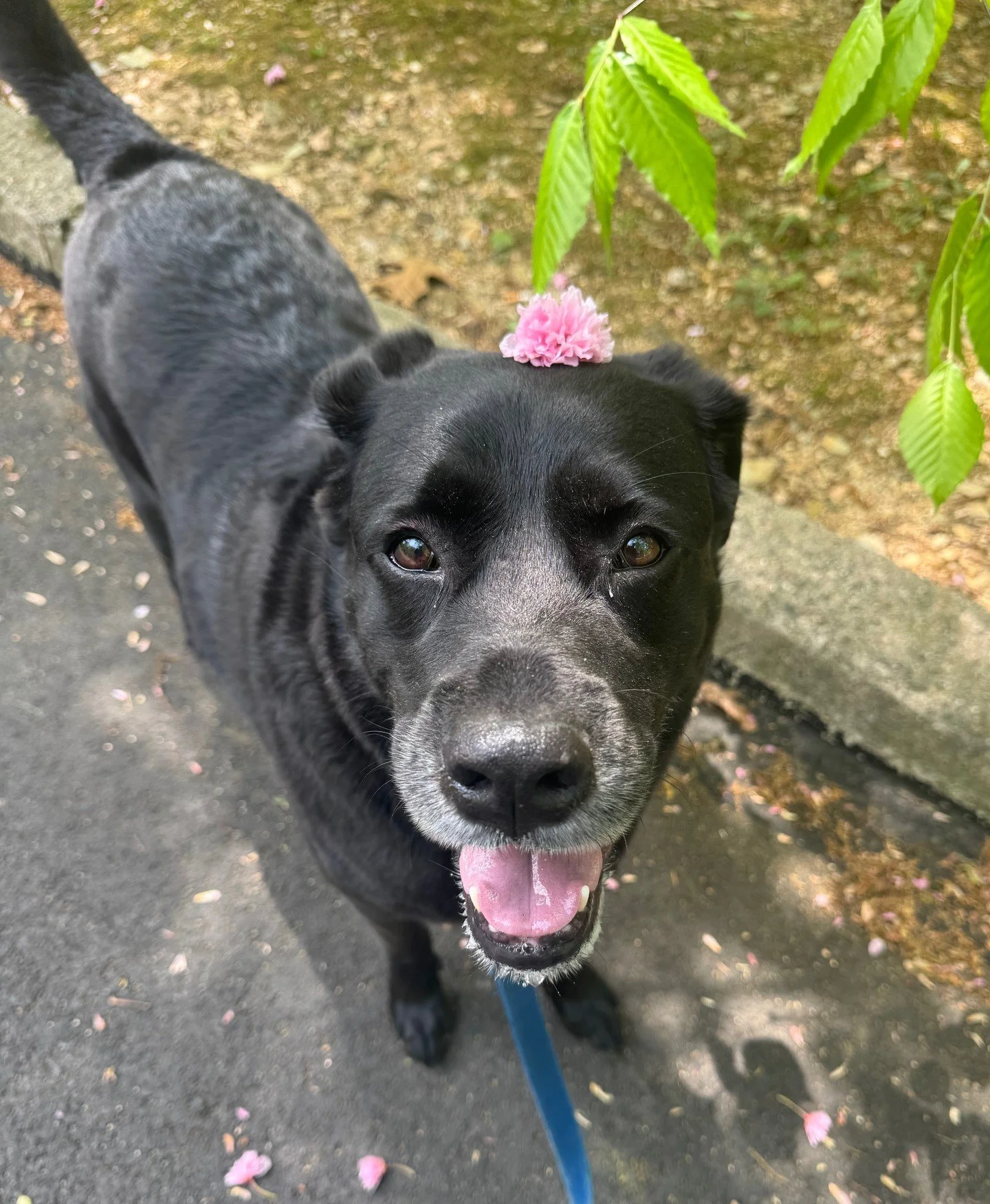 Today&rsquo;s Dog of the Day is&hellip; ✨Hyde✨

Hyde is a 6 year old black lab mix. His favorite part of the day is his daily walk. He loves to explore and sniff around his neighborhood. A fun fact about Hyde is that he is a certified service dog! Hi