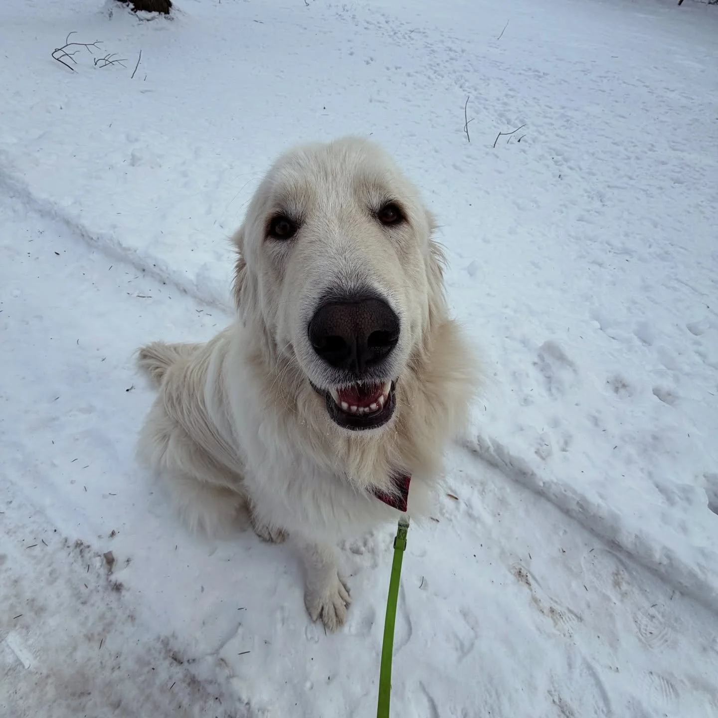 gunner.
lover of the snow.
cold air, happy dog, good walk.

#dogwalker #doylestown #buckscounty #dogsofig #dogoftheday
