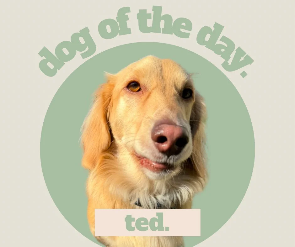 Today&rsquo;s Dog of the Day is&hellip; ✨Ted✨

Commonly referred to as&ldquo;Two Poop&rdquo; Ted, Lil Man, or Teddy, Ted&rsquo;s hobbies include barking, swimming, attempting to fly away (as seen in photo 6), more barking, and going on walks with his