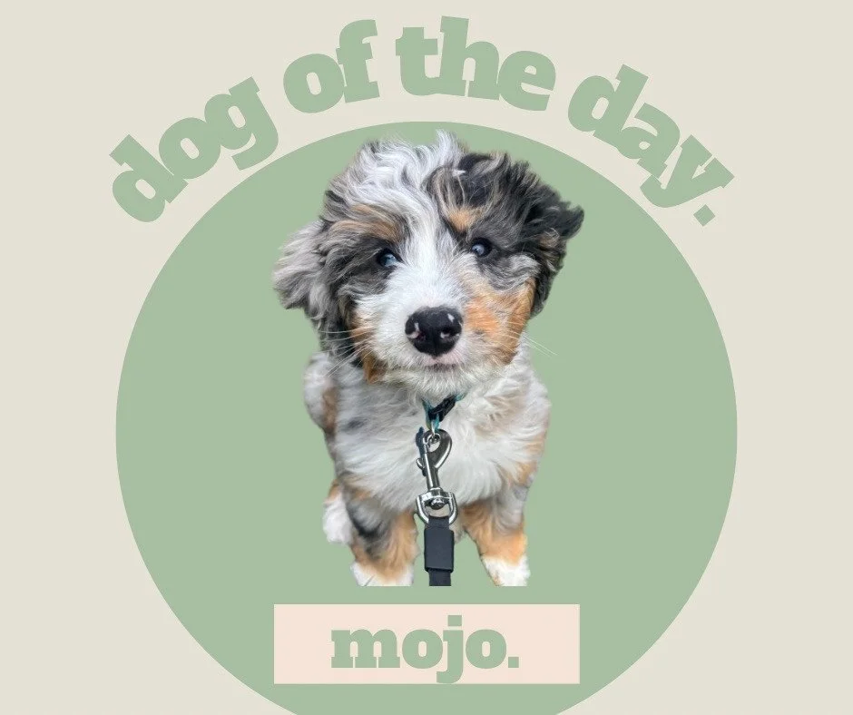 Today&rsquo;s Dog of the Day is&hellip; ✨Mojo✨

Mojo is a Bernadoodle puppy who loves to be outside. He may be small, but he has a big personality. His hobbies include rolling over for belly rubs, guilting you into giving him treats (and whatever els
