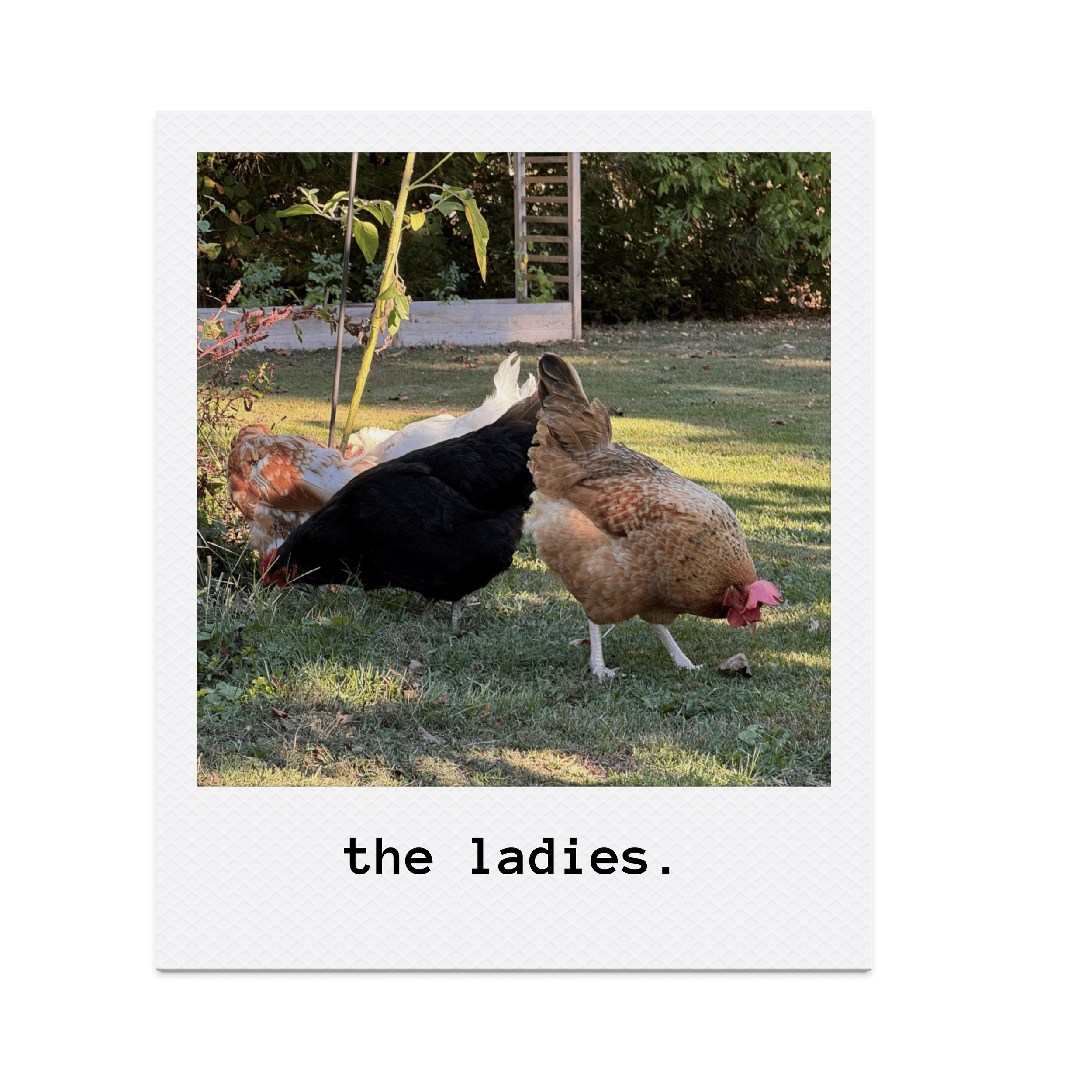 Four chickens pecking at the grass in a backyard with trees and a wooden garden structure in the background.