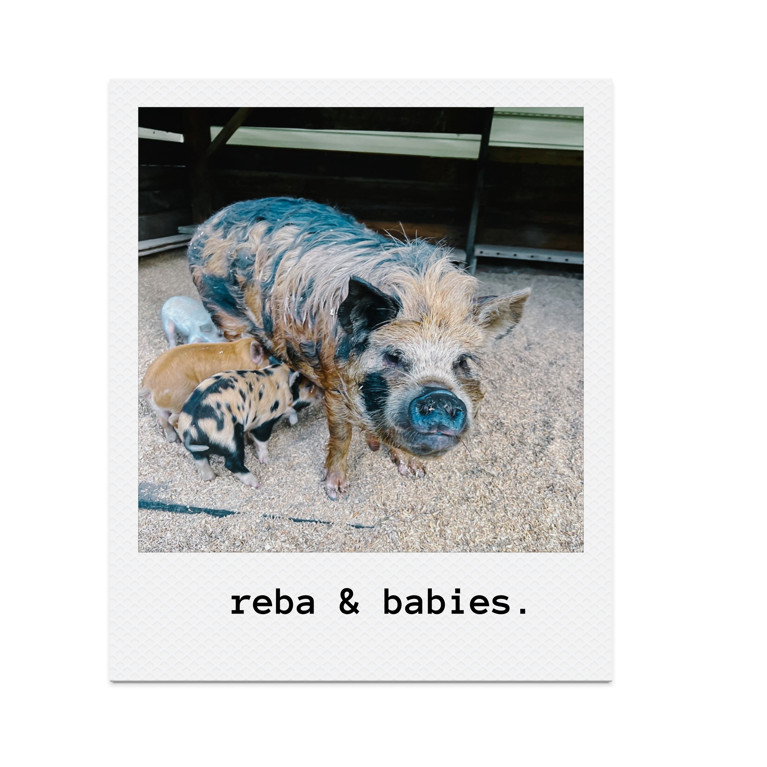 Pigs on our small farm animal care and pet sitting service in Doylestown Bucks County Pennsylvania