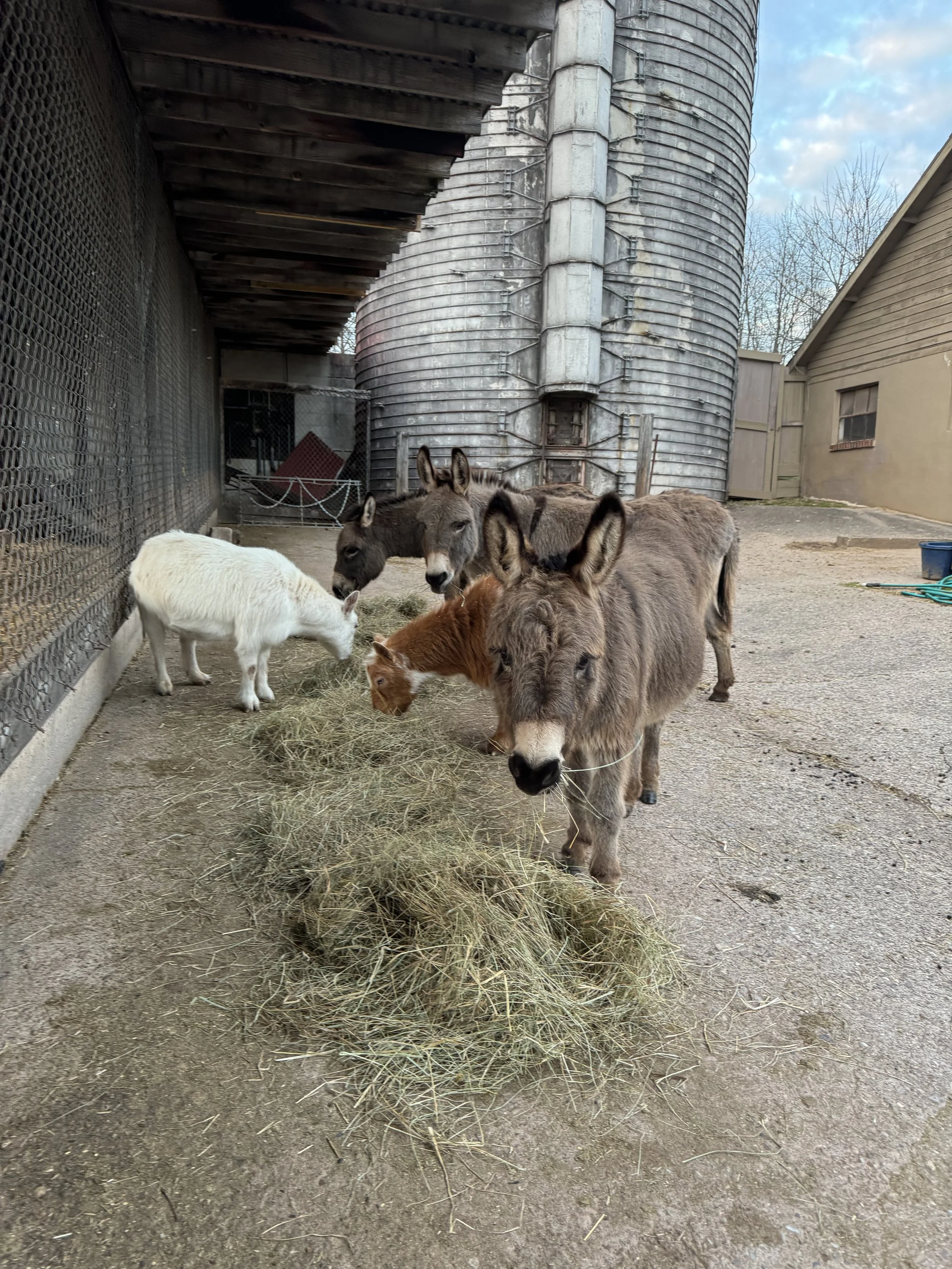 Group of donkeys and a goat eating hay in a farm enclosure with a silo in the background.