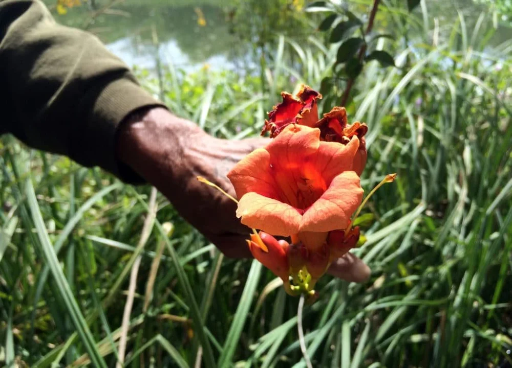 Living Freedom Through the Maroon Landscape - Places Journal - Diane Jones Allen