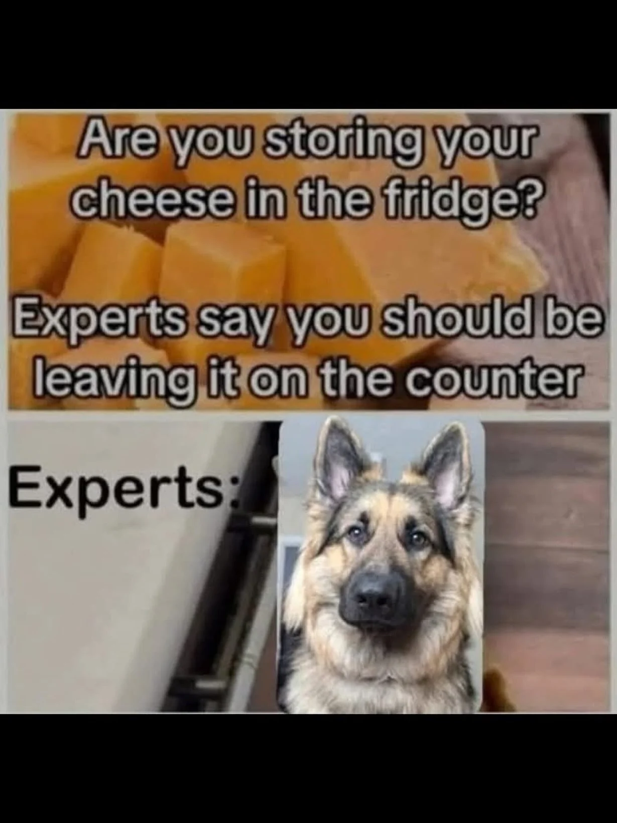 Trust the experts, they know best 🫡🤓

Show of hands in the comments, whose pup loves cheese!? 

#cheesetax #dogsofinstagram #funnydogs