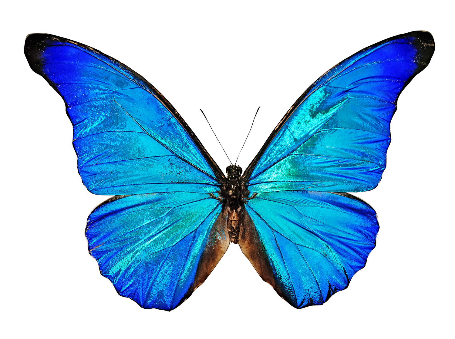 Breathwork Metamorphosis (BMeta) with Pam Savory