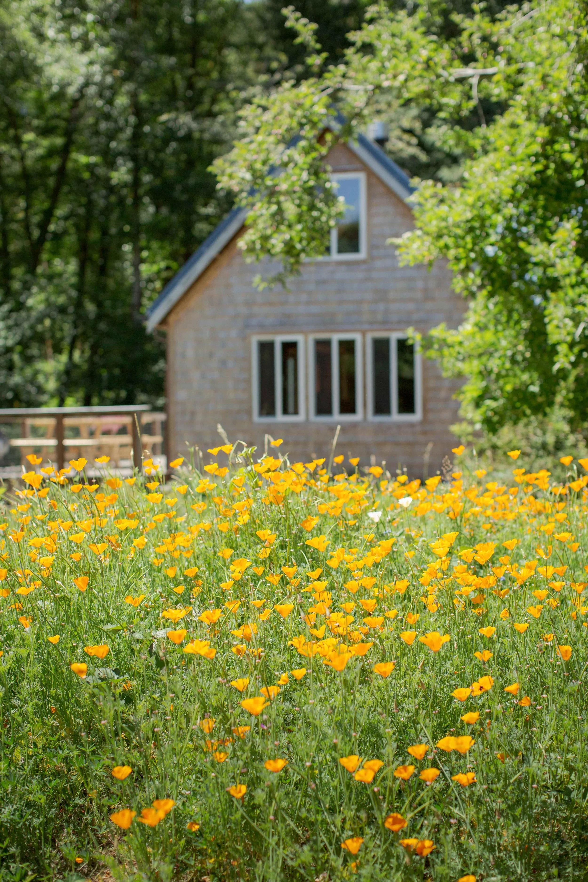 Description: A dense field of yellow wildflowers fills the foreground, framing the farmhouse against the surrounding rural landscape.