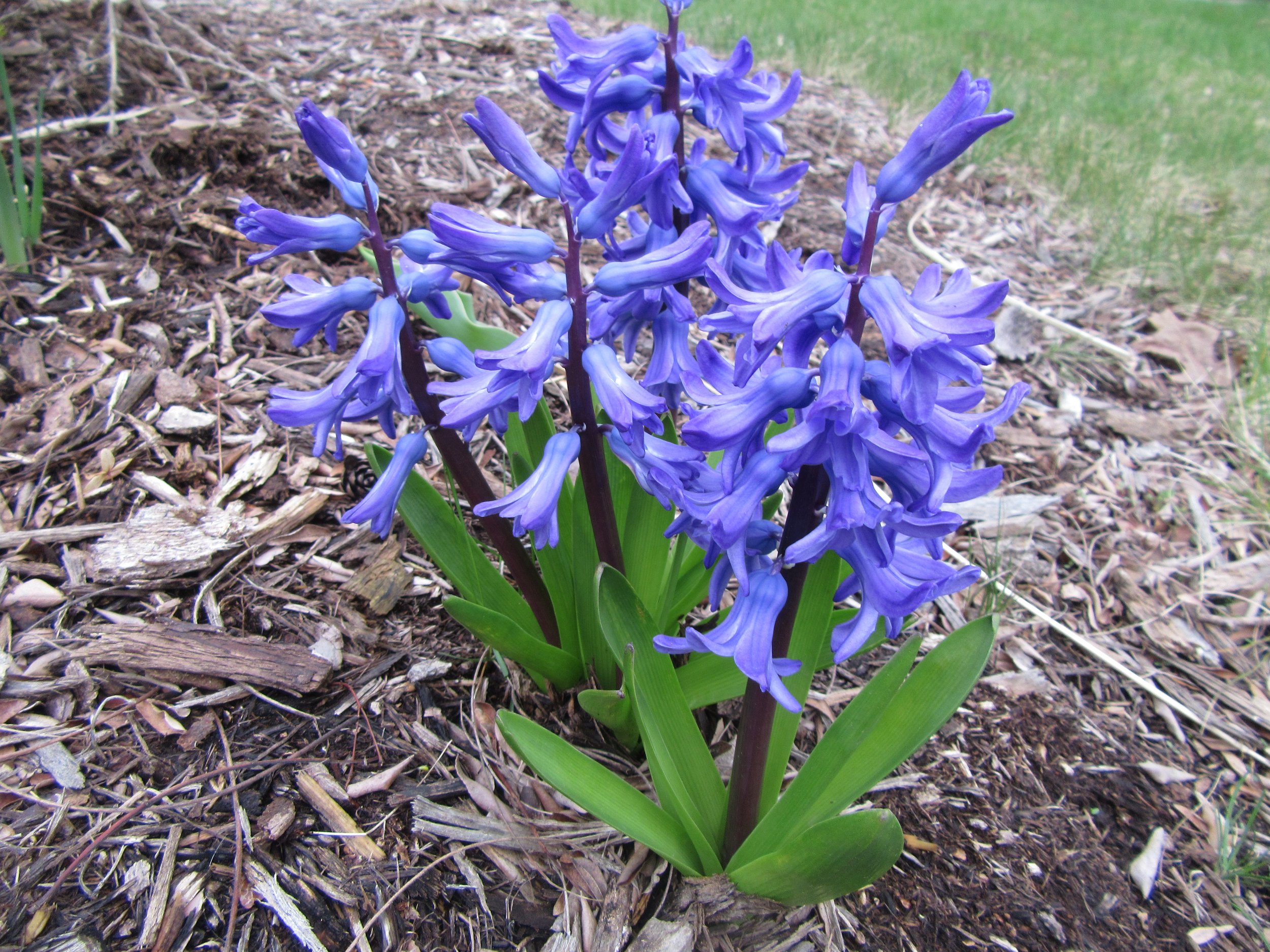 hyacinth_018.JPG