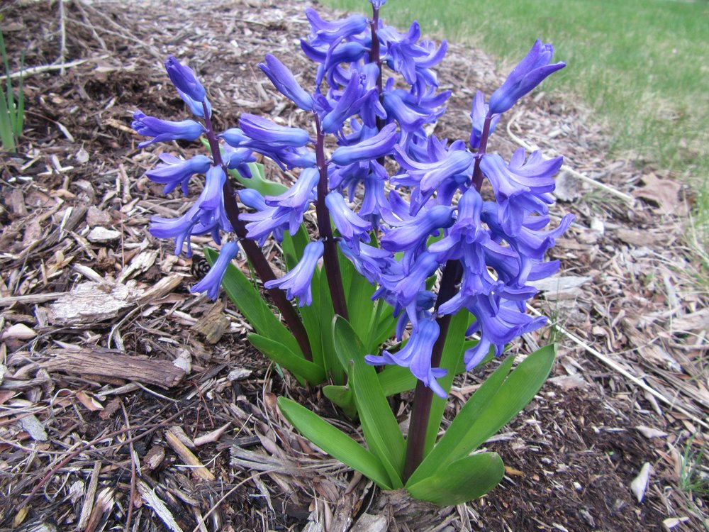 hyacinth_018.JPG