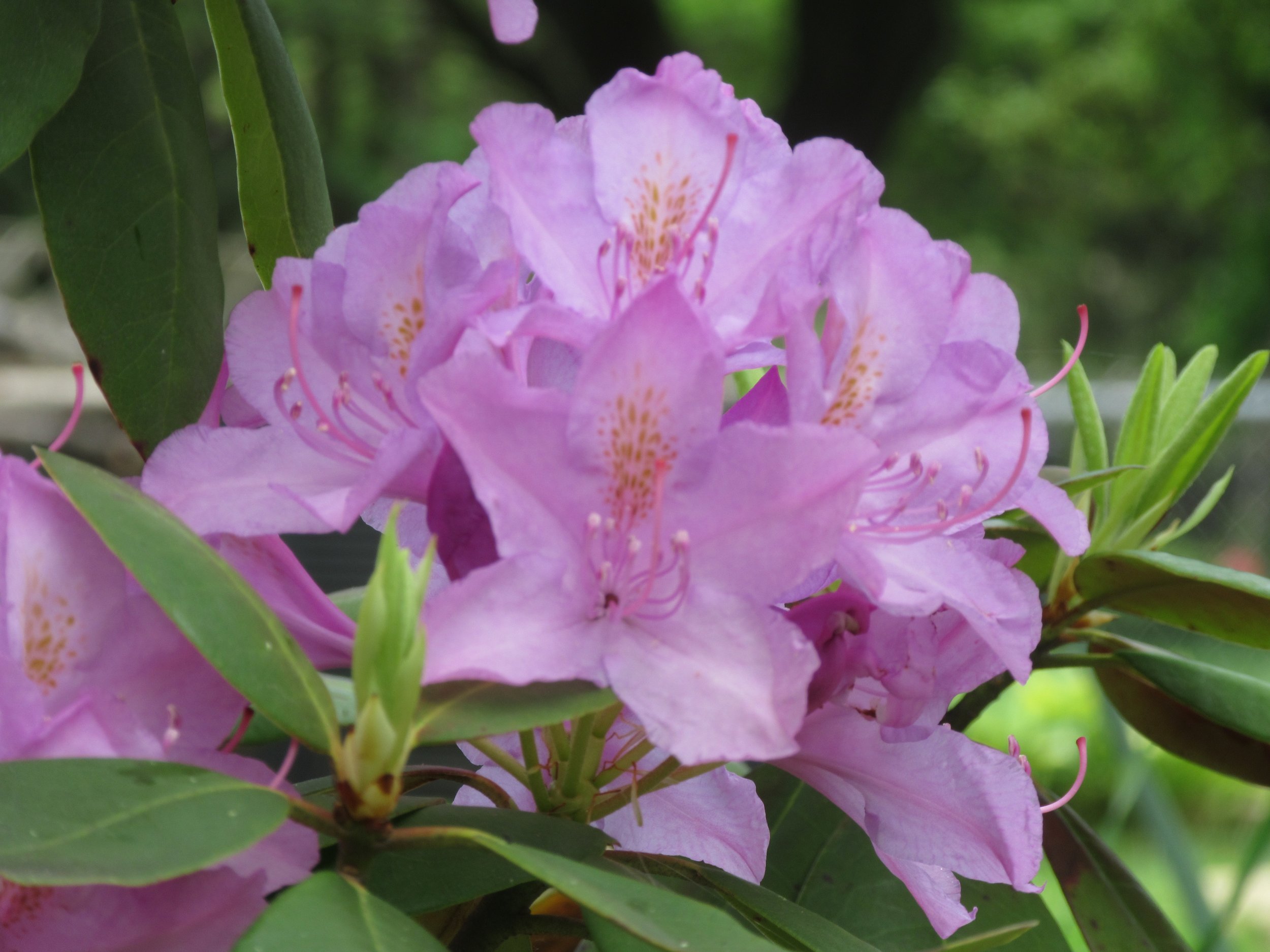 rhododendron_074.JPG