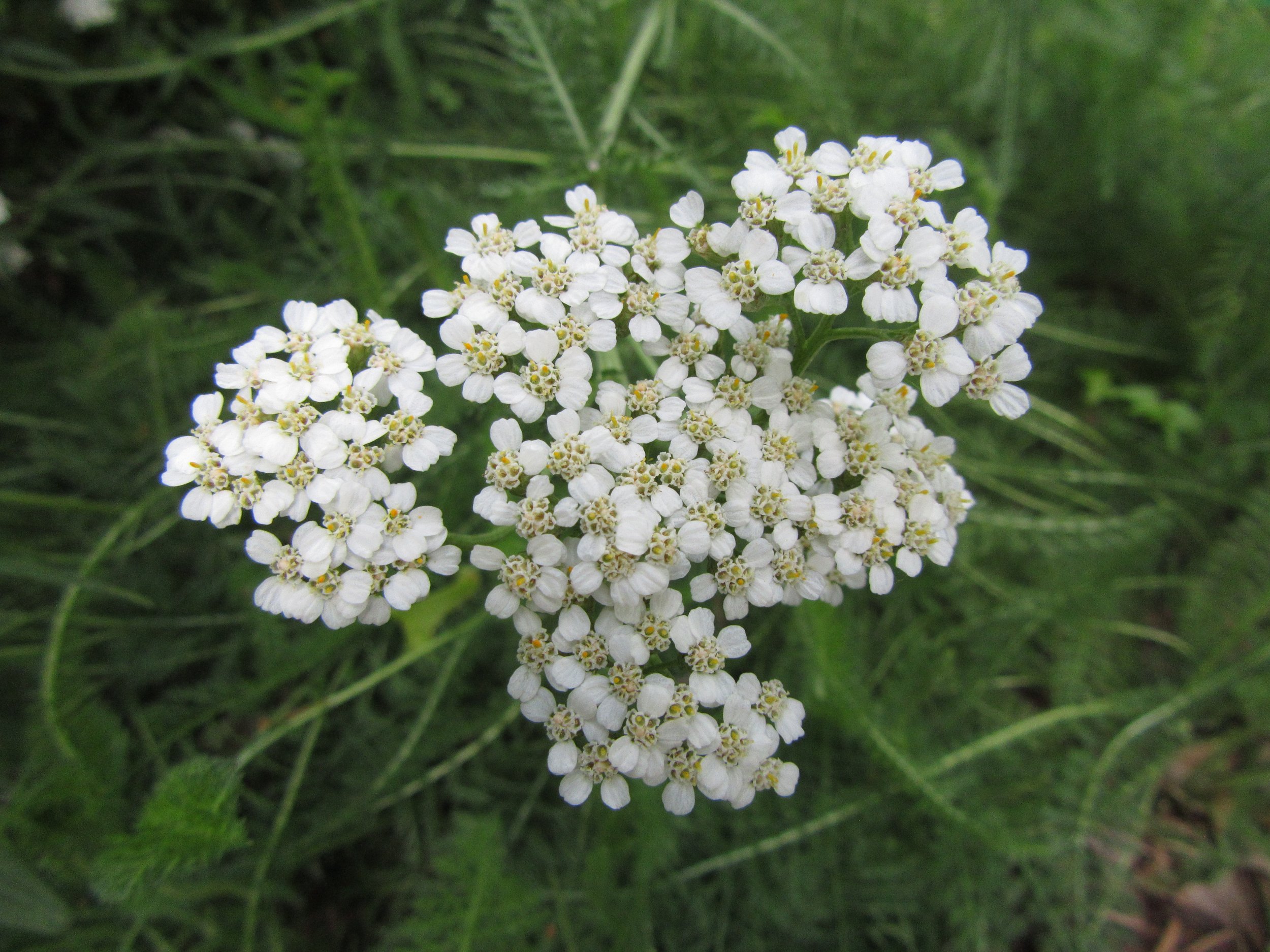 yarrow_285.JPG