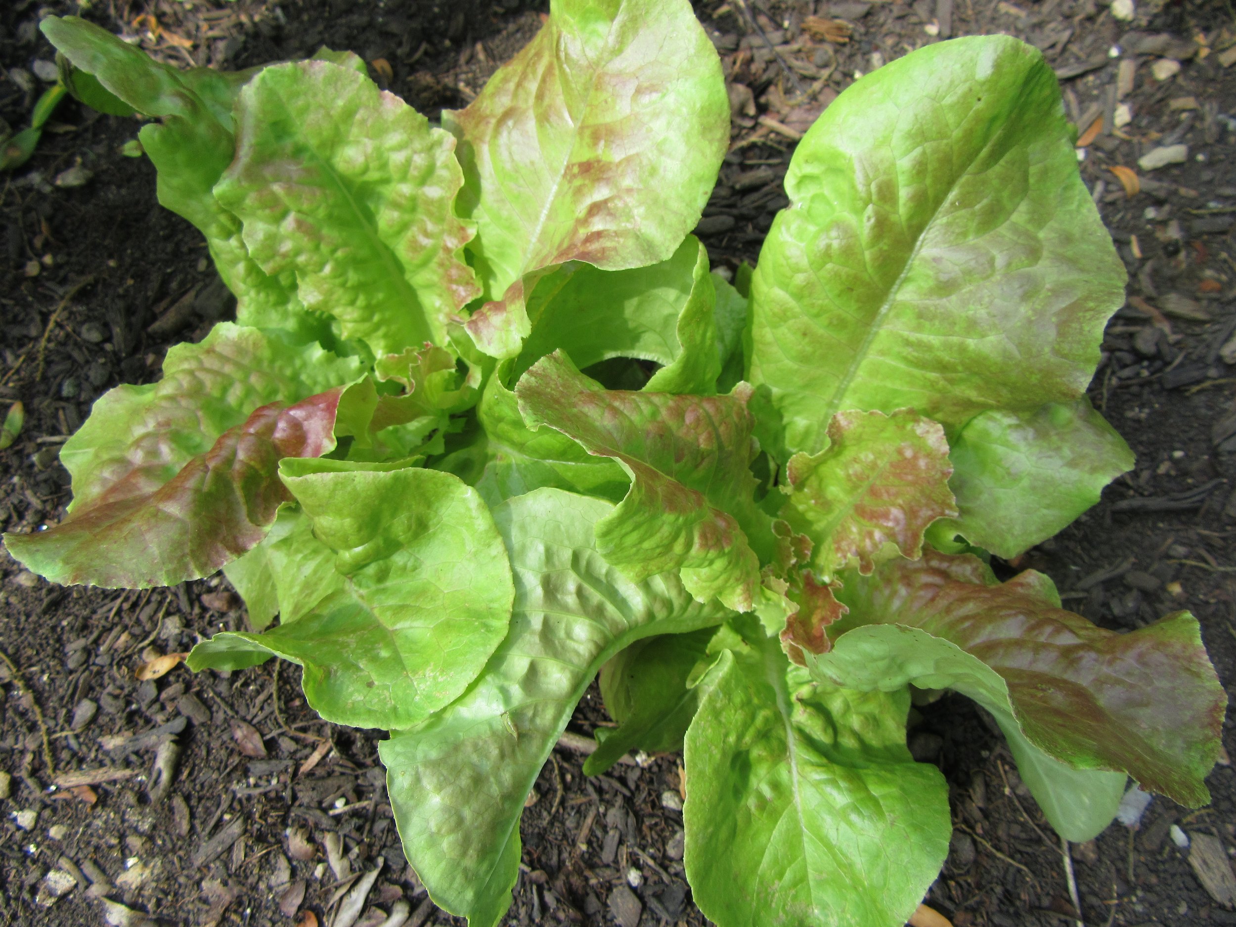 lettuce_008.JPG