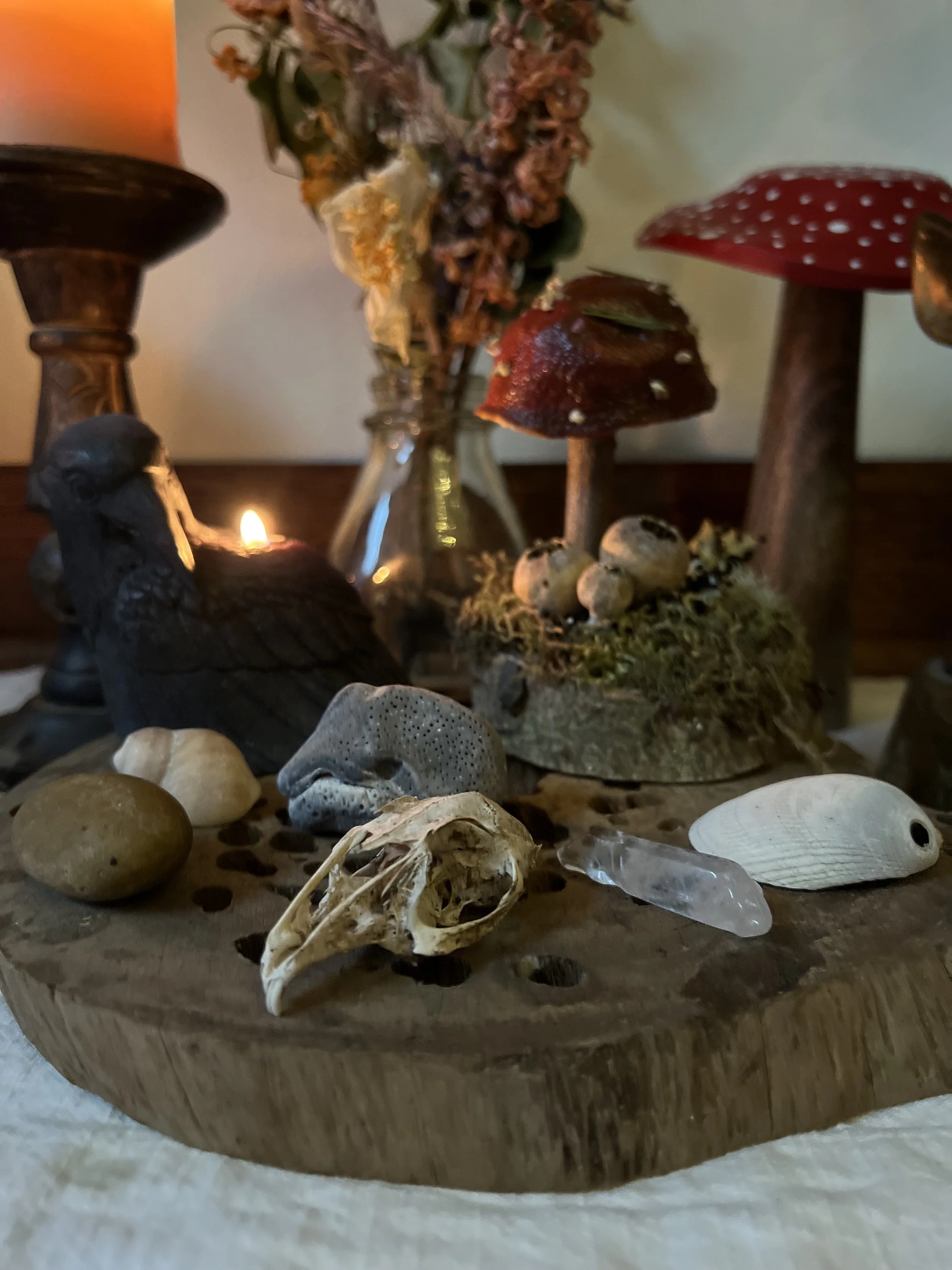 Mineral and Animal Realms