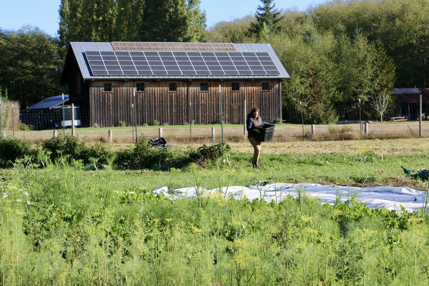 The Organic Farm School