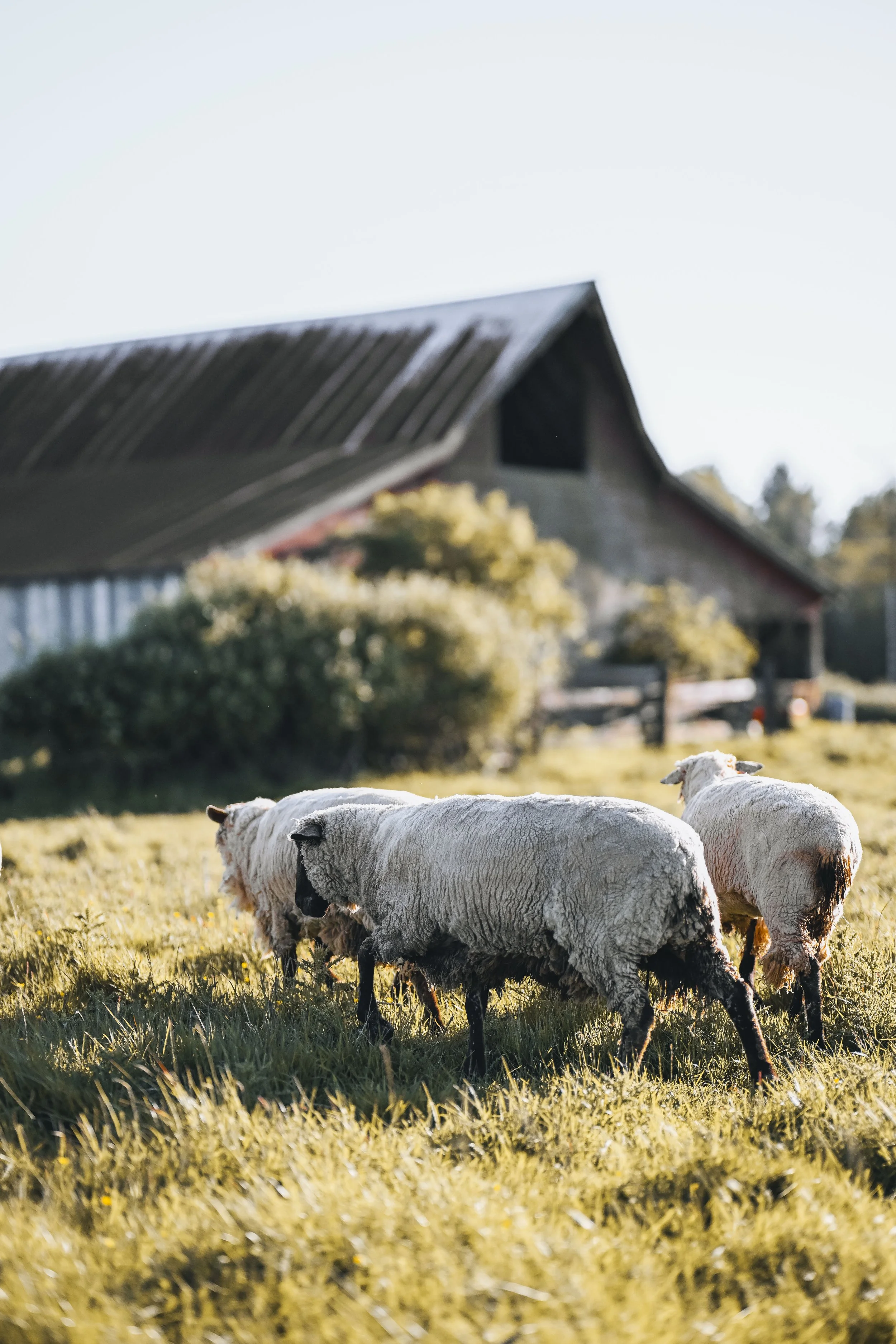 hree sheep graze on the farm. the rustic barn stands blurred in the background