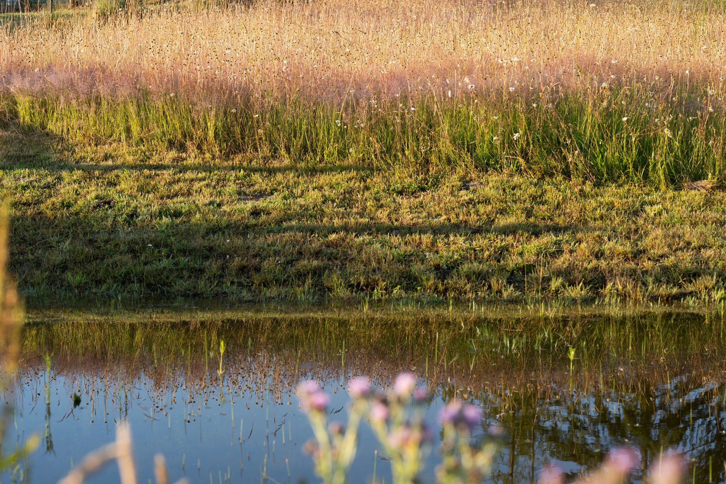 be-easy-farm-pond-reflection-wildflowers-sequim-wa.jpg