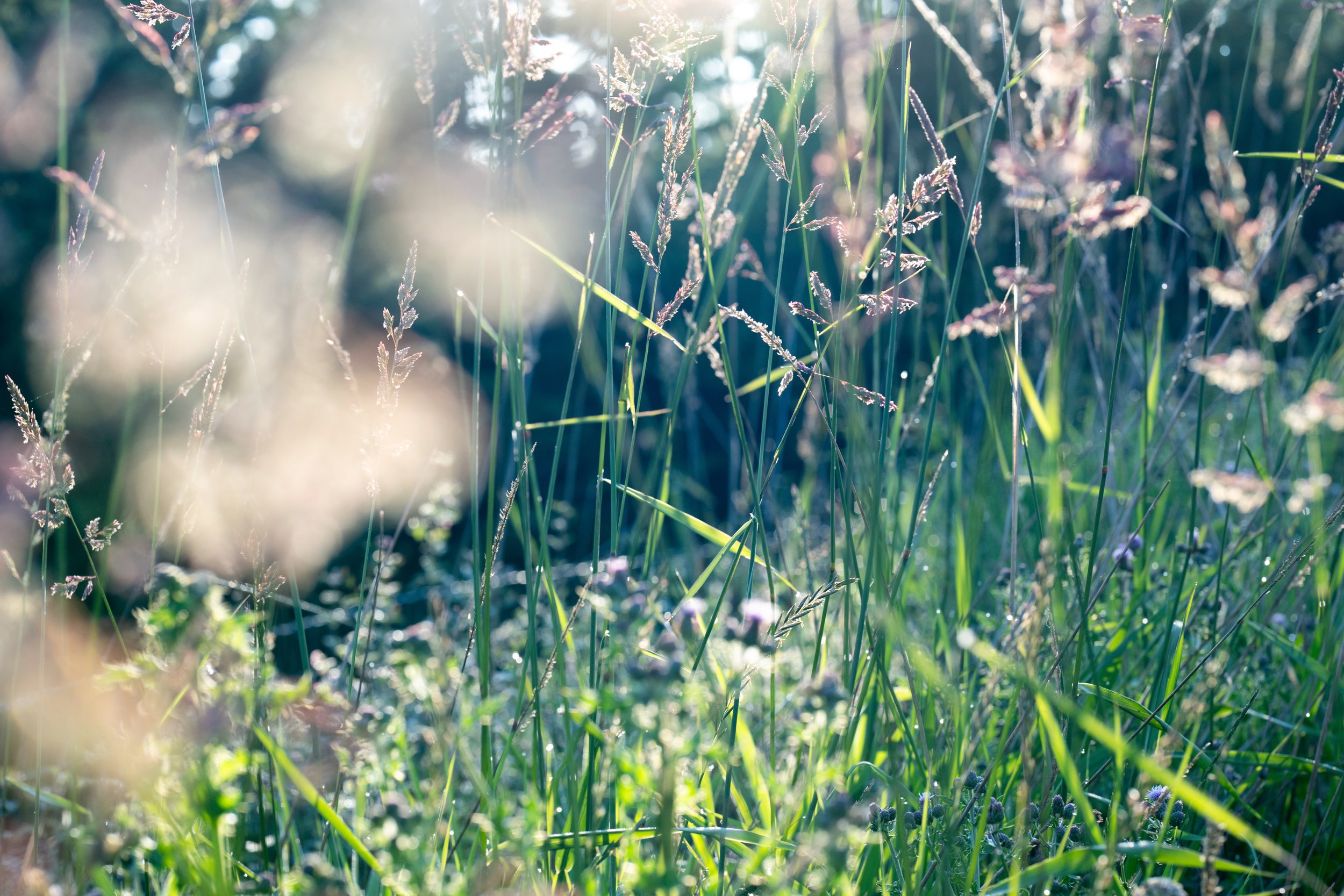 be-easy-farm-pasture-grass-golden-light-sequim-wa.jpg.jpg
