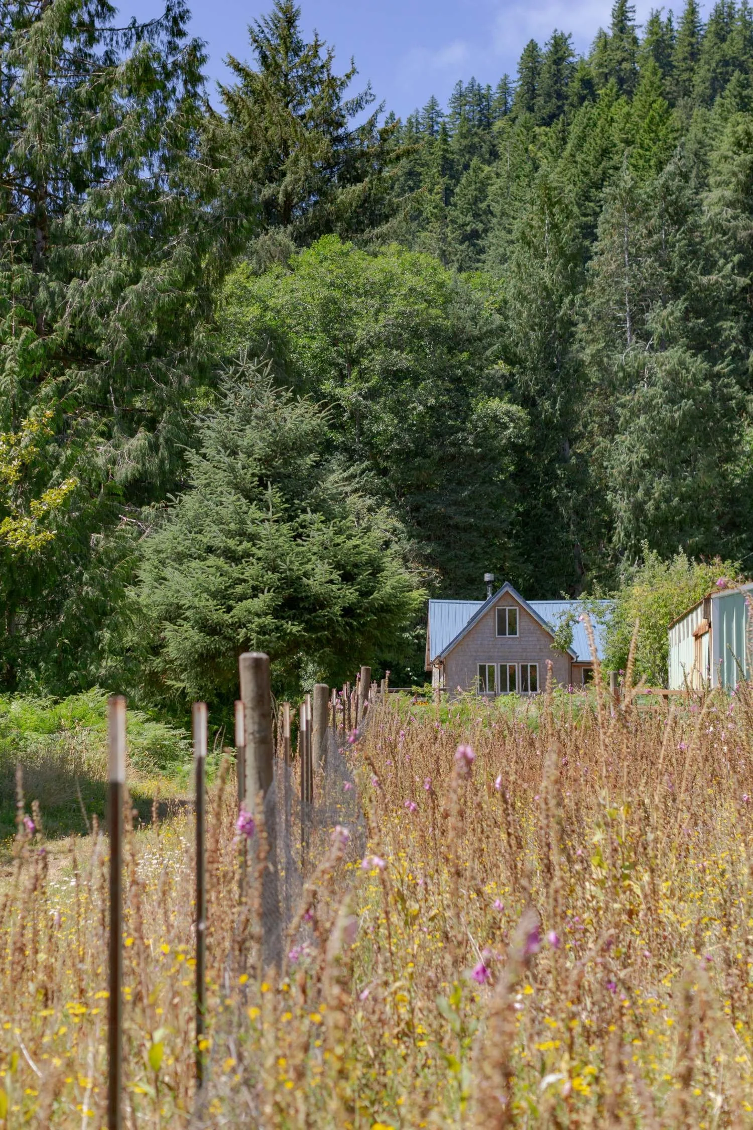 rustic fence leads towards the quiet sweet root farmouse with the deep forest as its background.