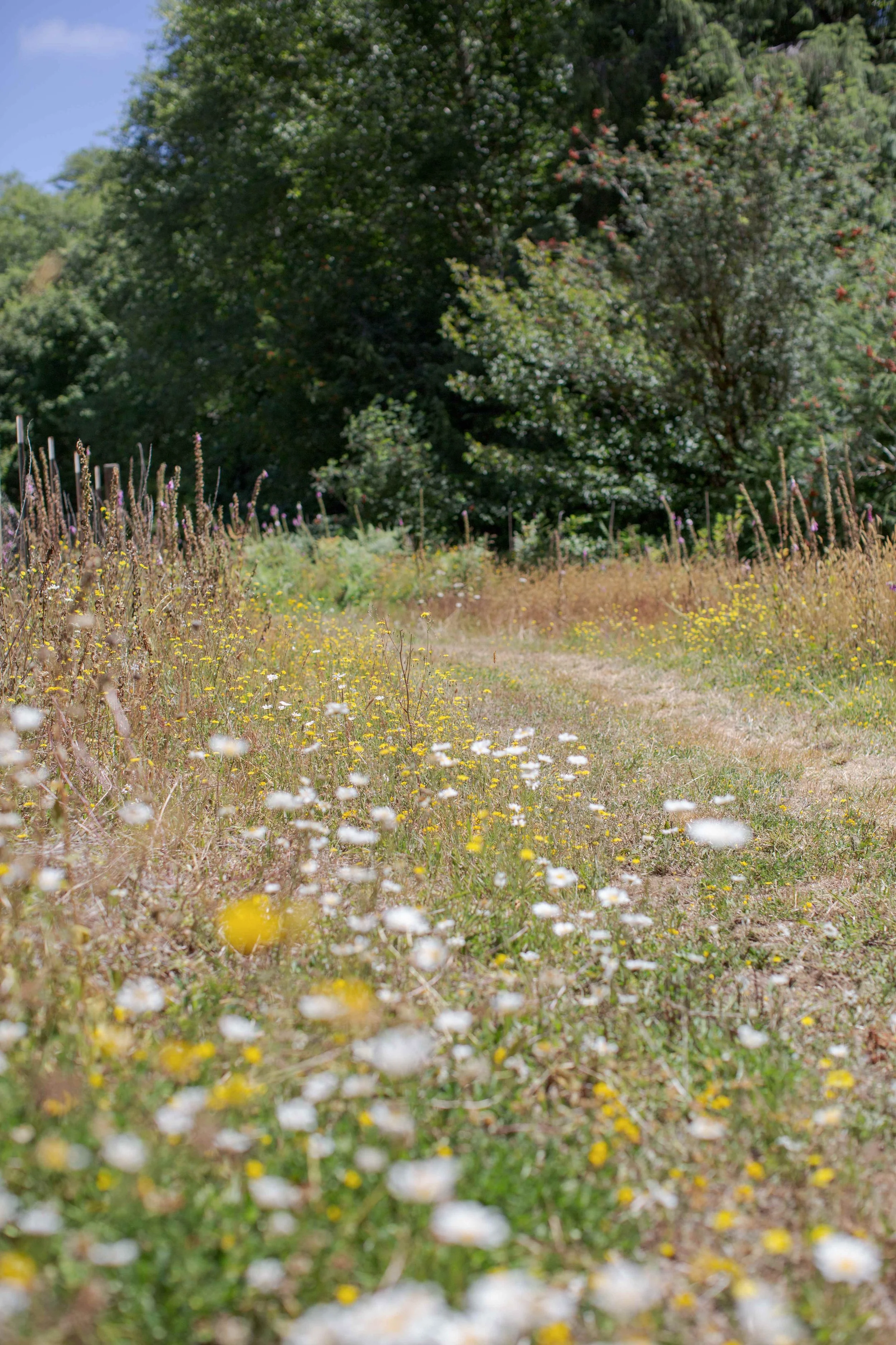 Wildflowers growing beside a country road at Sweet Root Hollow with dense forest beyond.