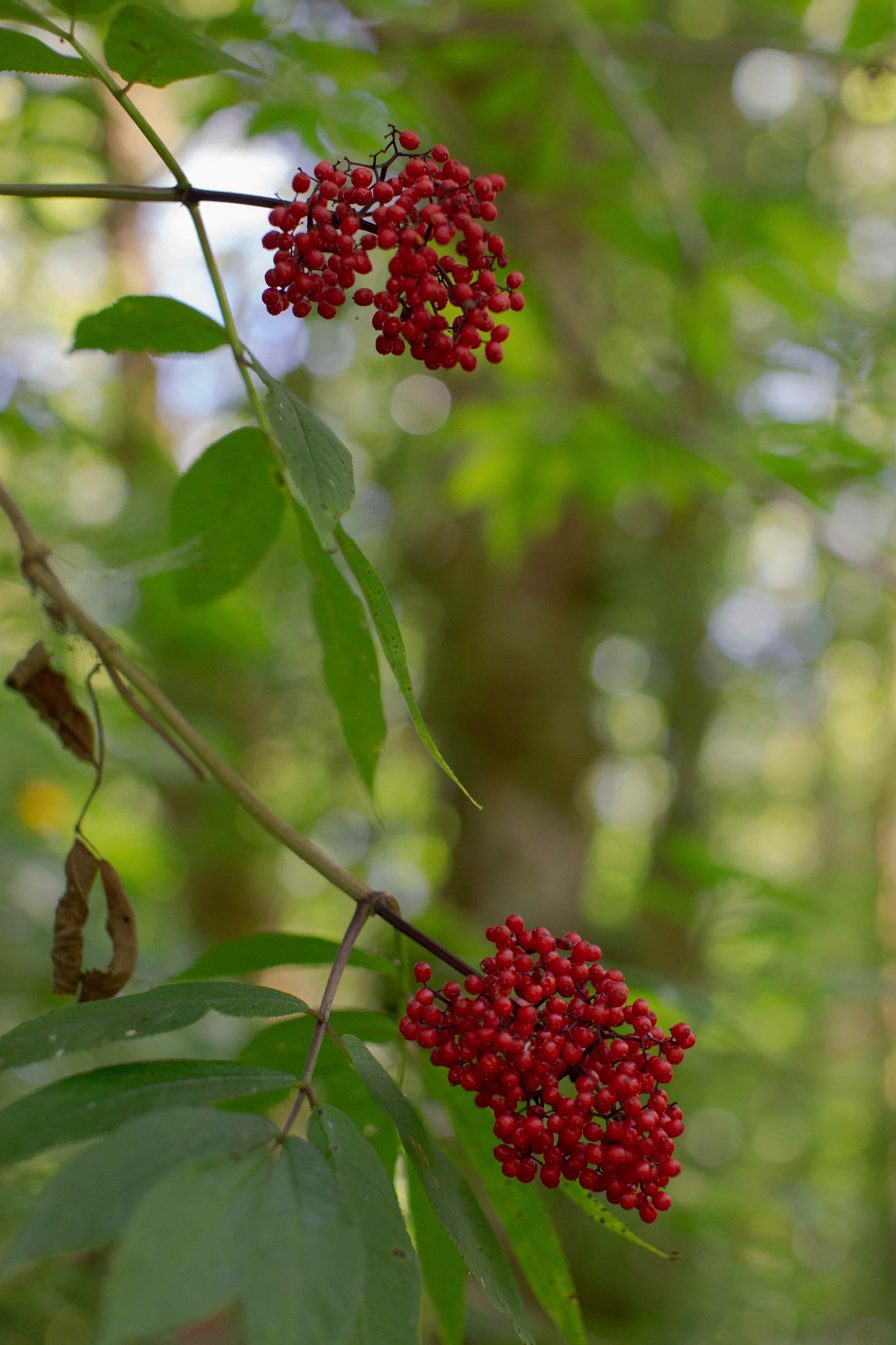 Clusters of vivid red elderberries grow among the forest vegetation at Sweet Root Hollow, highlighting the property's abundant natural landscape.