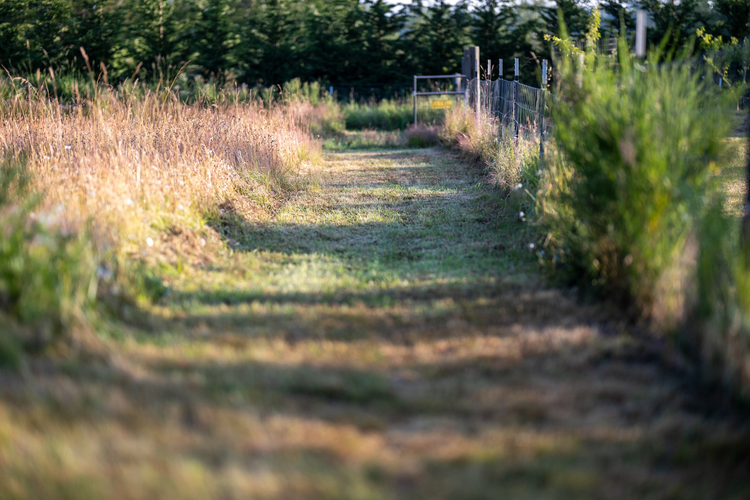 be-easy-farm-pasture-path-sequim-wa.jpg