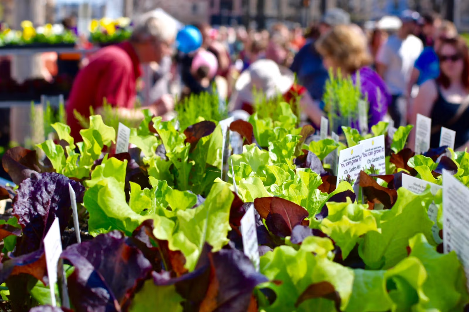Dane County Farmers Market Capitol Square Madison Wisconsin