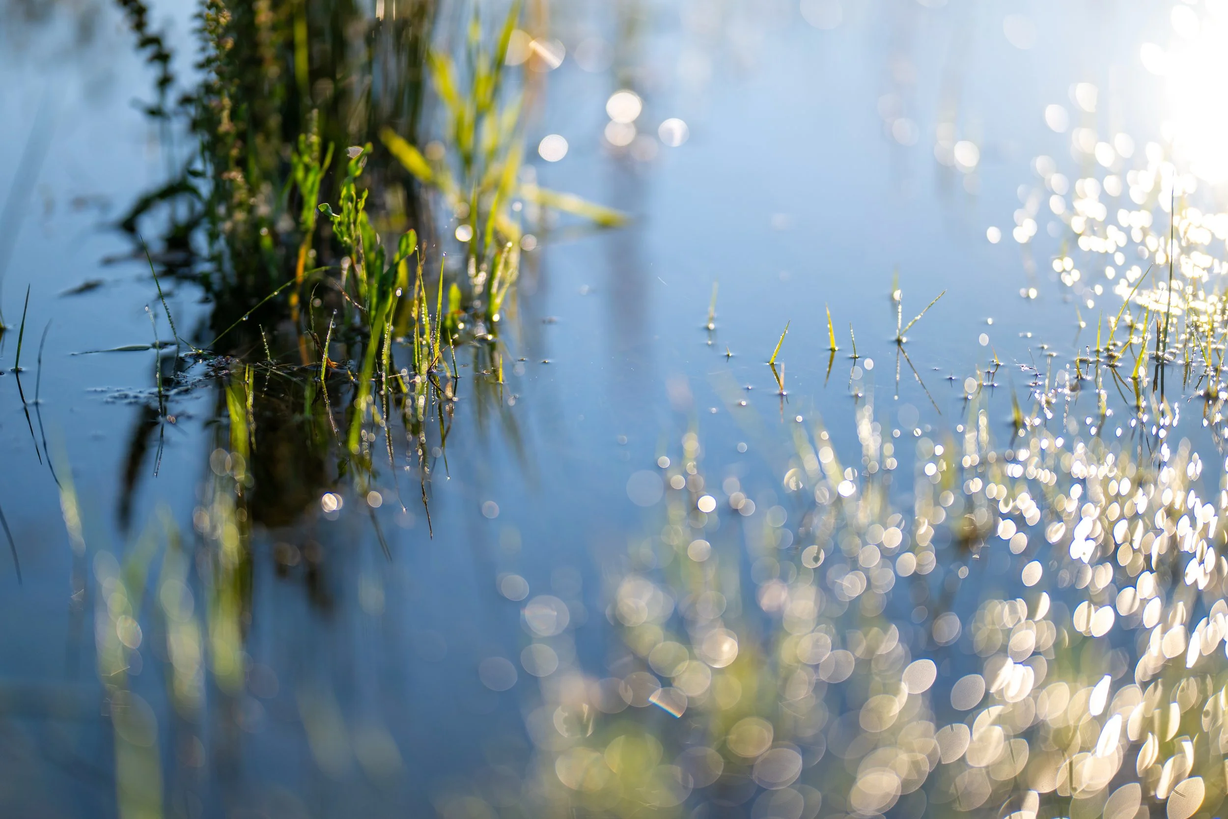 Sunlight sparkles across the surface of one of the ponds at Be Easy Farm, with grasses and aquatic plants reflecting in the calm water in Sequim, Washington.