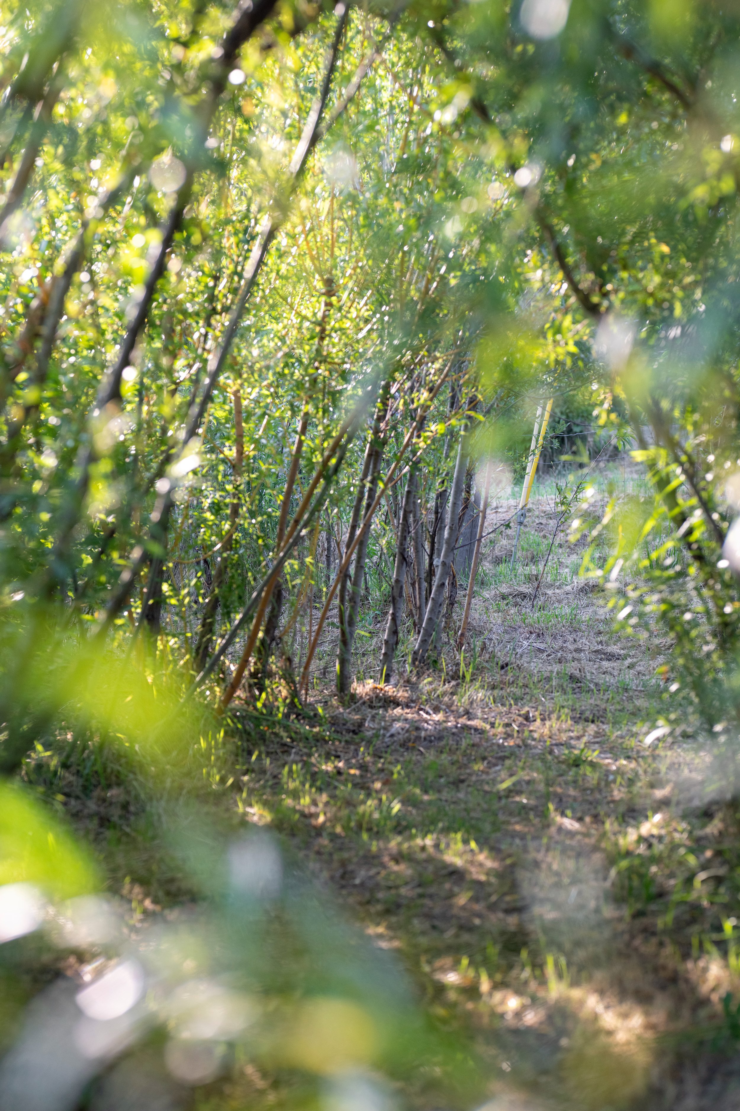 Sunlight filters through a living willow tunnel at Be Easy Farm, creating a shaded pathway beneath mature basketry willow in Sequim, Washington.
