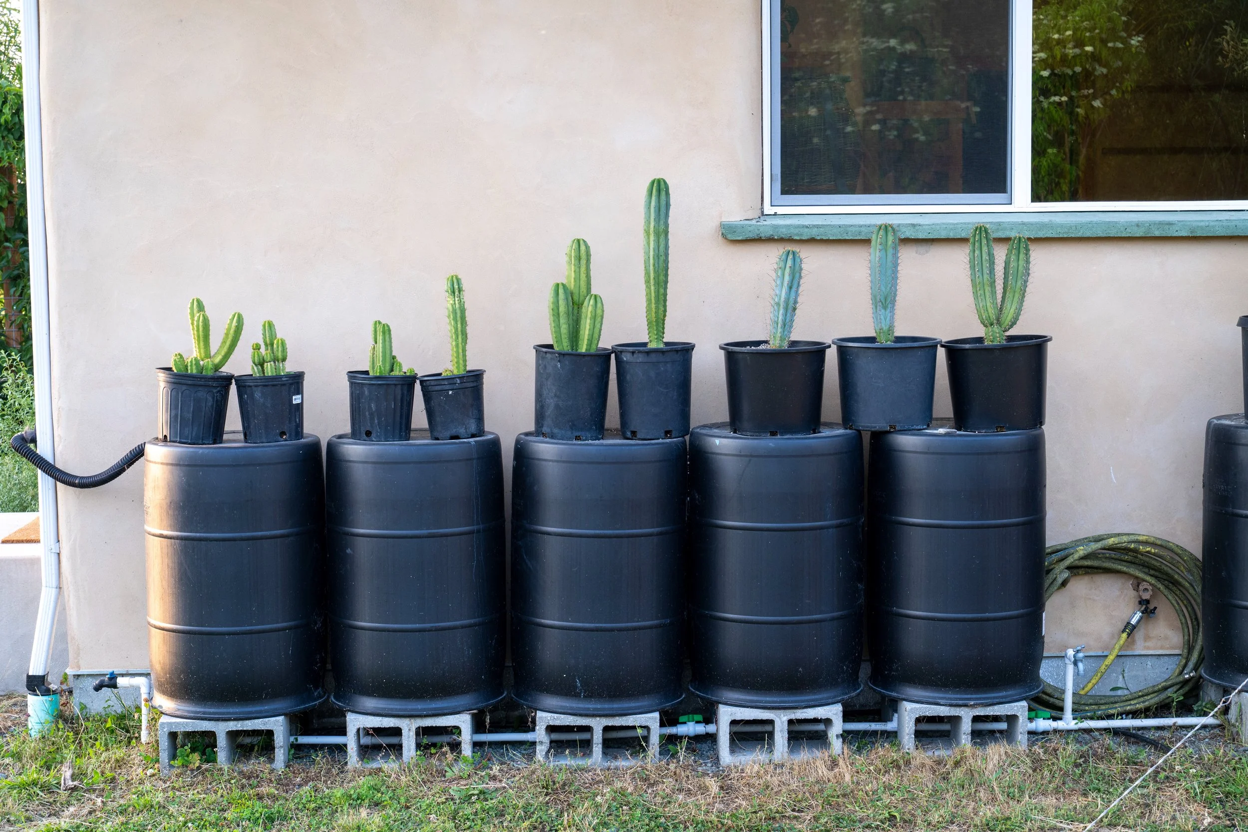 Rainwater catchment barrels beside the handcrafted straw bale home at Be Easy Farm, supporting water conservation and sustainable gardening in Sequim, Washington.