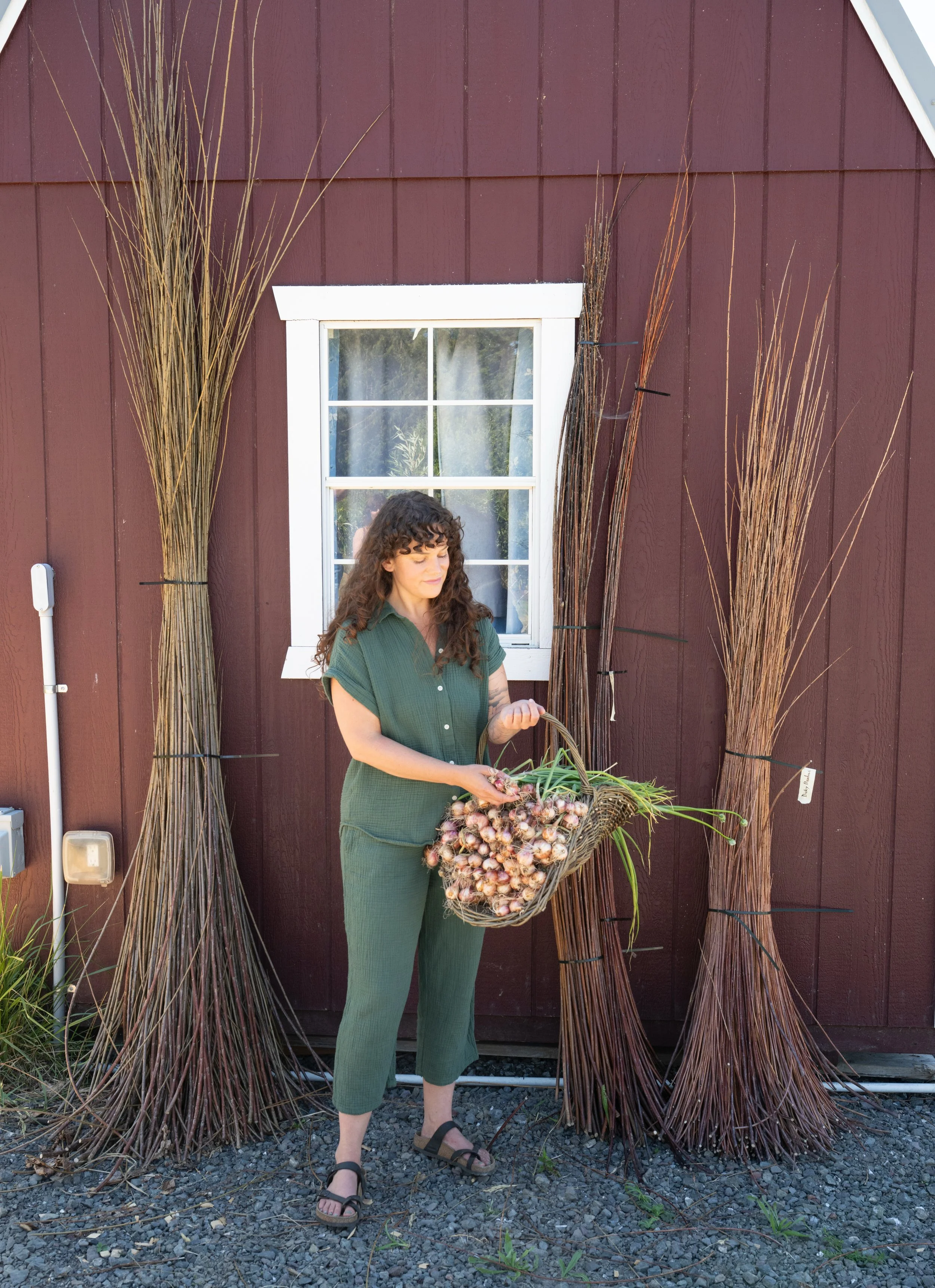 Person holding a basket of freshly harvested onions beside bundles of basketry willow outside the barn at Be Easy Farm in Sequim, Washington.