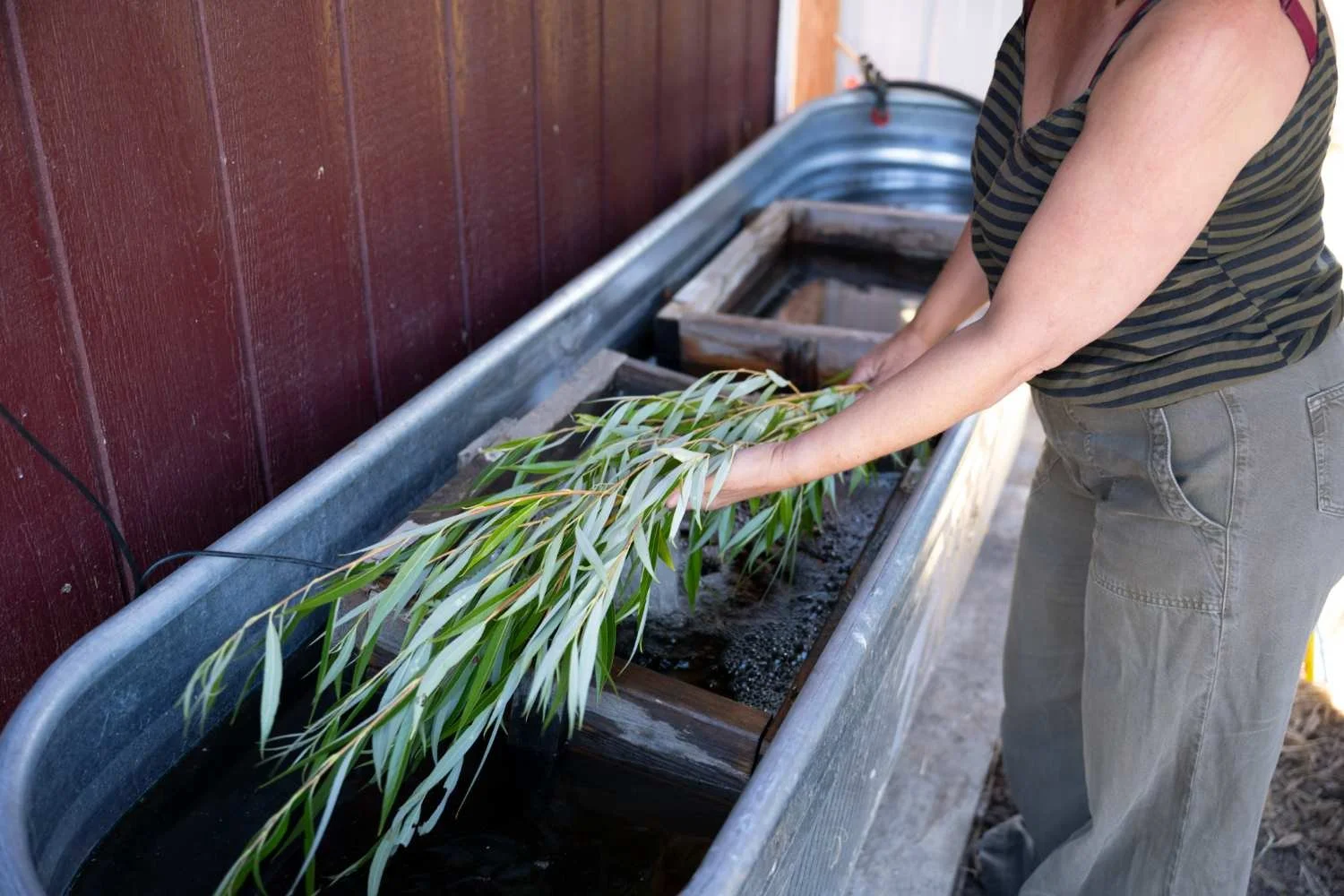 a basket weaver washing willow branches
