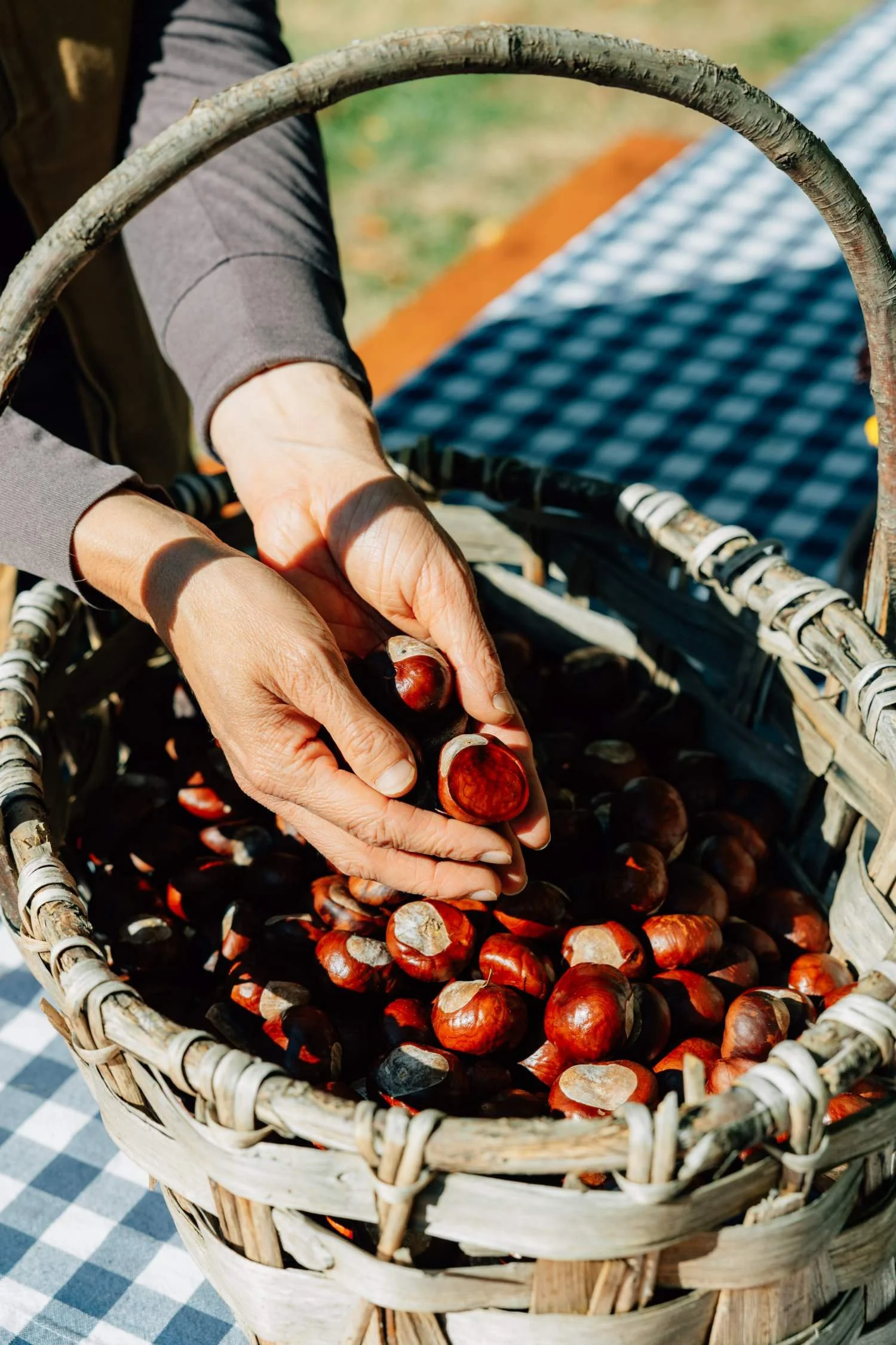 willoe basked filled with beautiful chestnuts on a Washington farm
