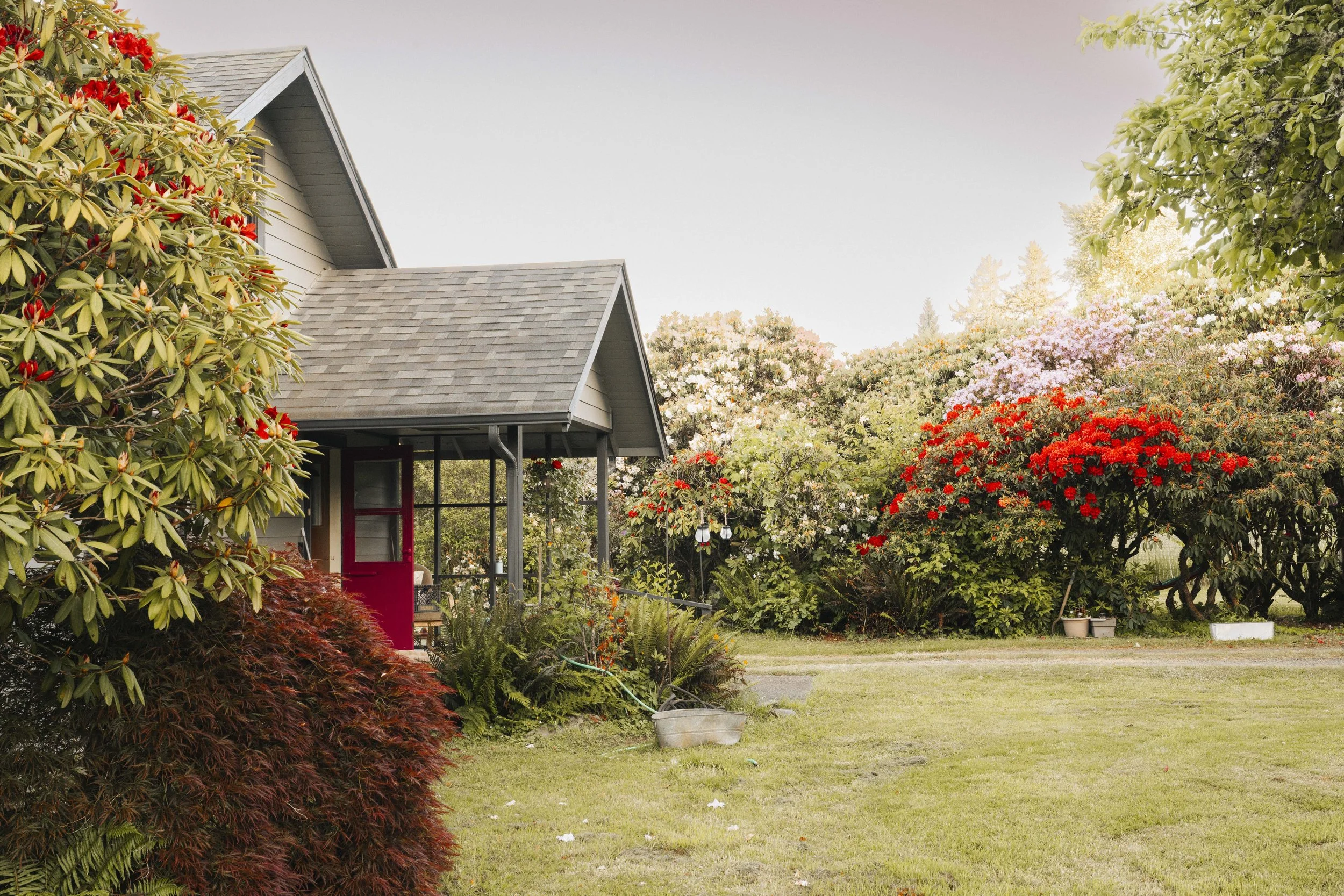 he front of the farmhouse is lush green and surrounded by rhododendron flower bushes.
