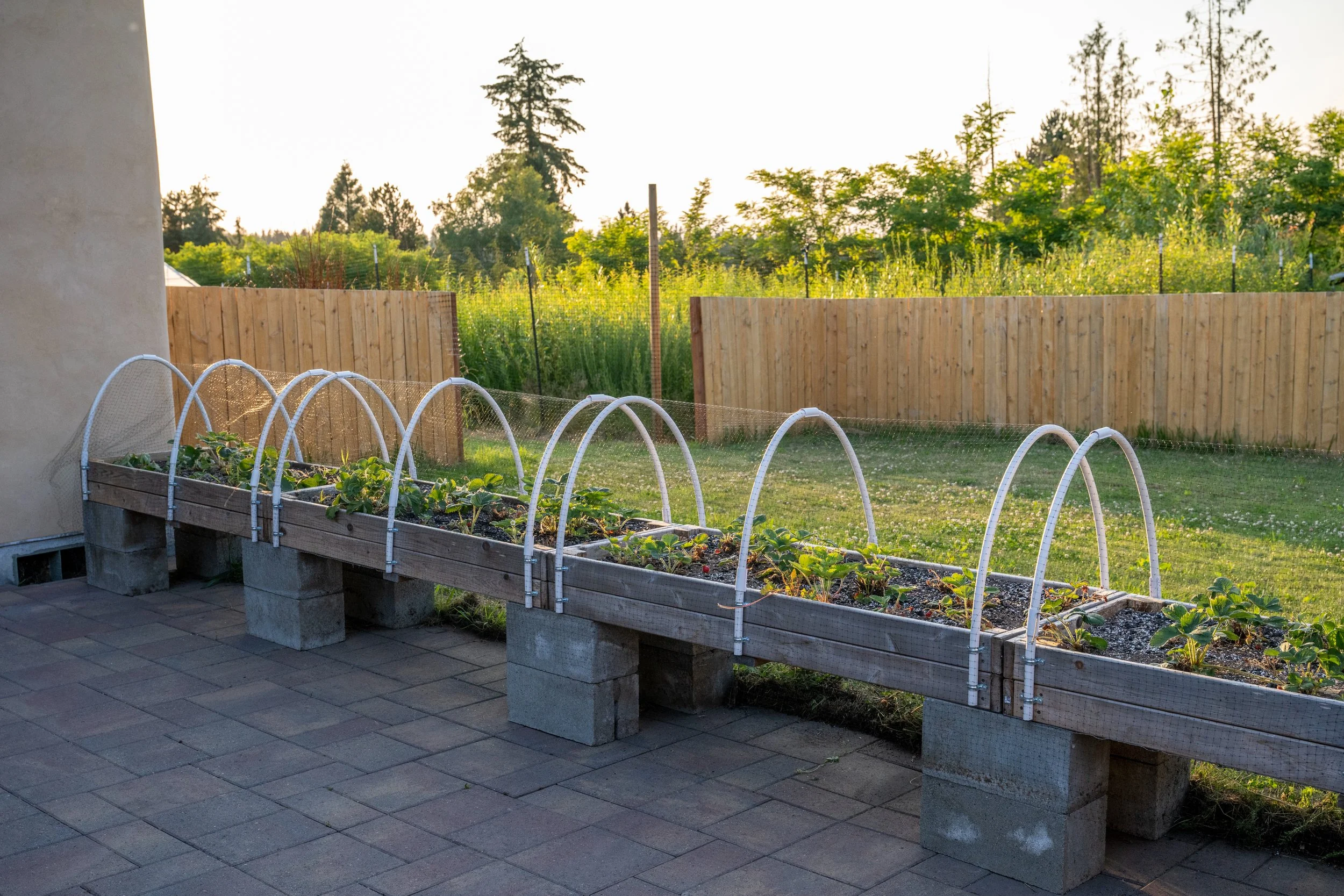 be-easy-farm-raised-garden-beds-homestead-sequim-wa.jpg