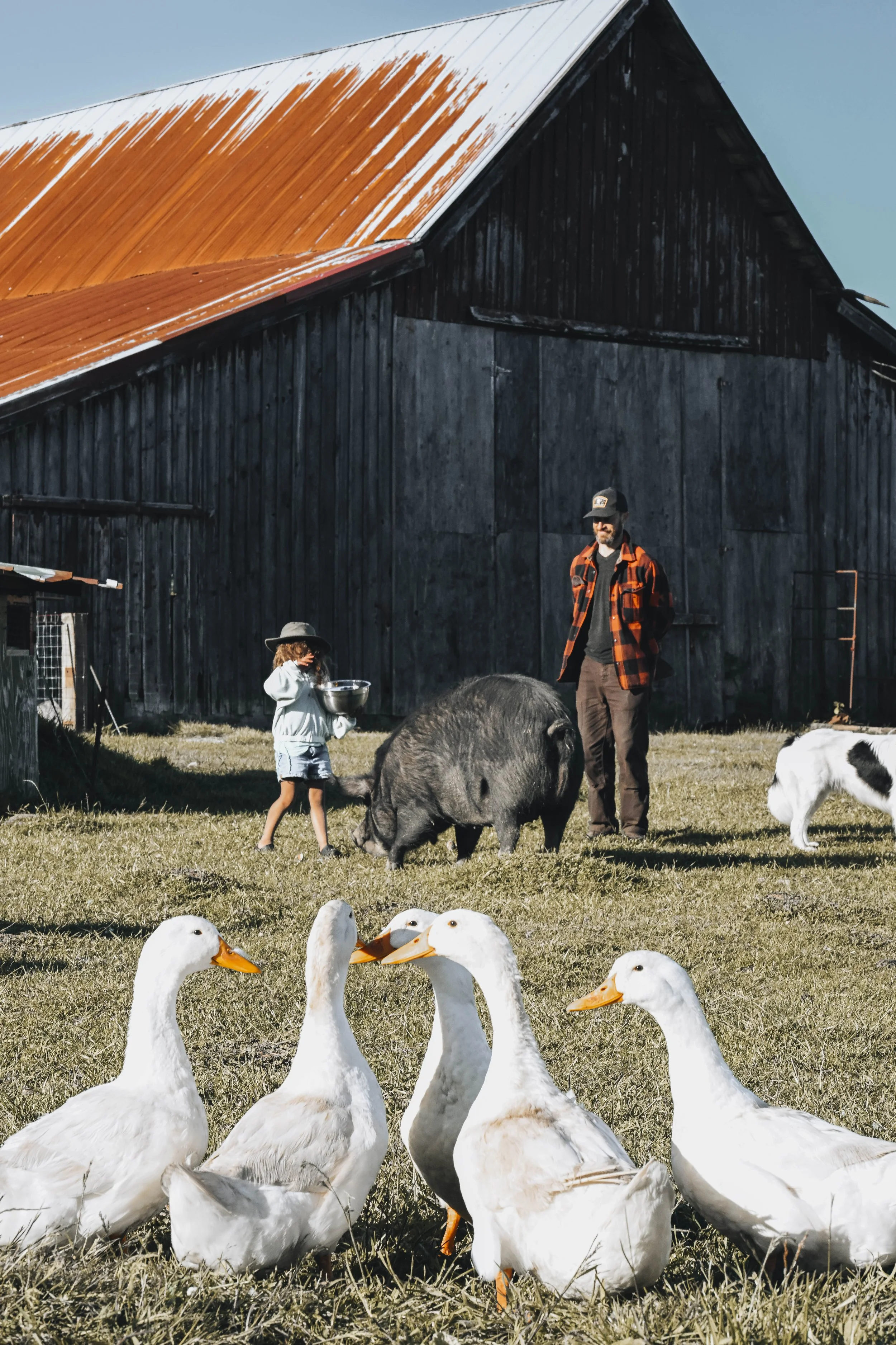 A father and his daughter feeding the pigs on the farm. A gaggle of geese stand in the foreground