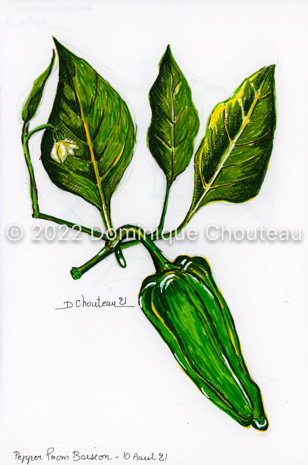 Peppers from la ferme Boiseon, Aout 2021