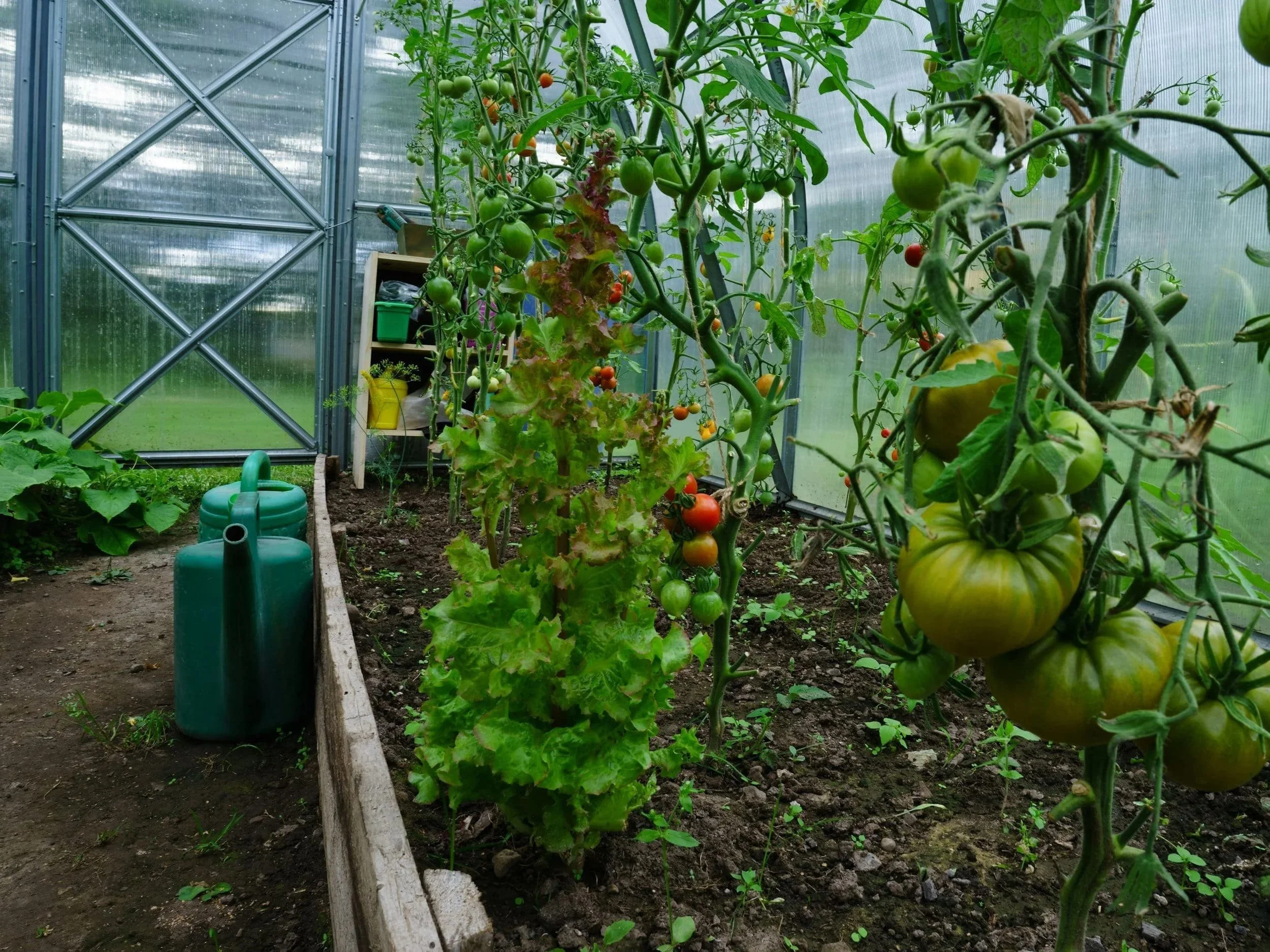 Tomatoes growing in a garden